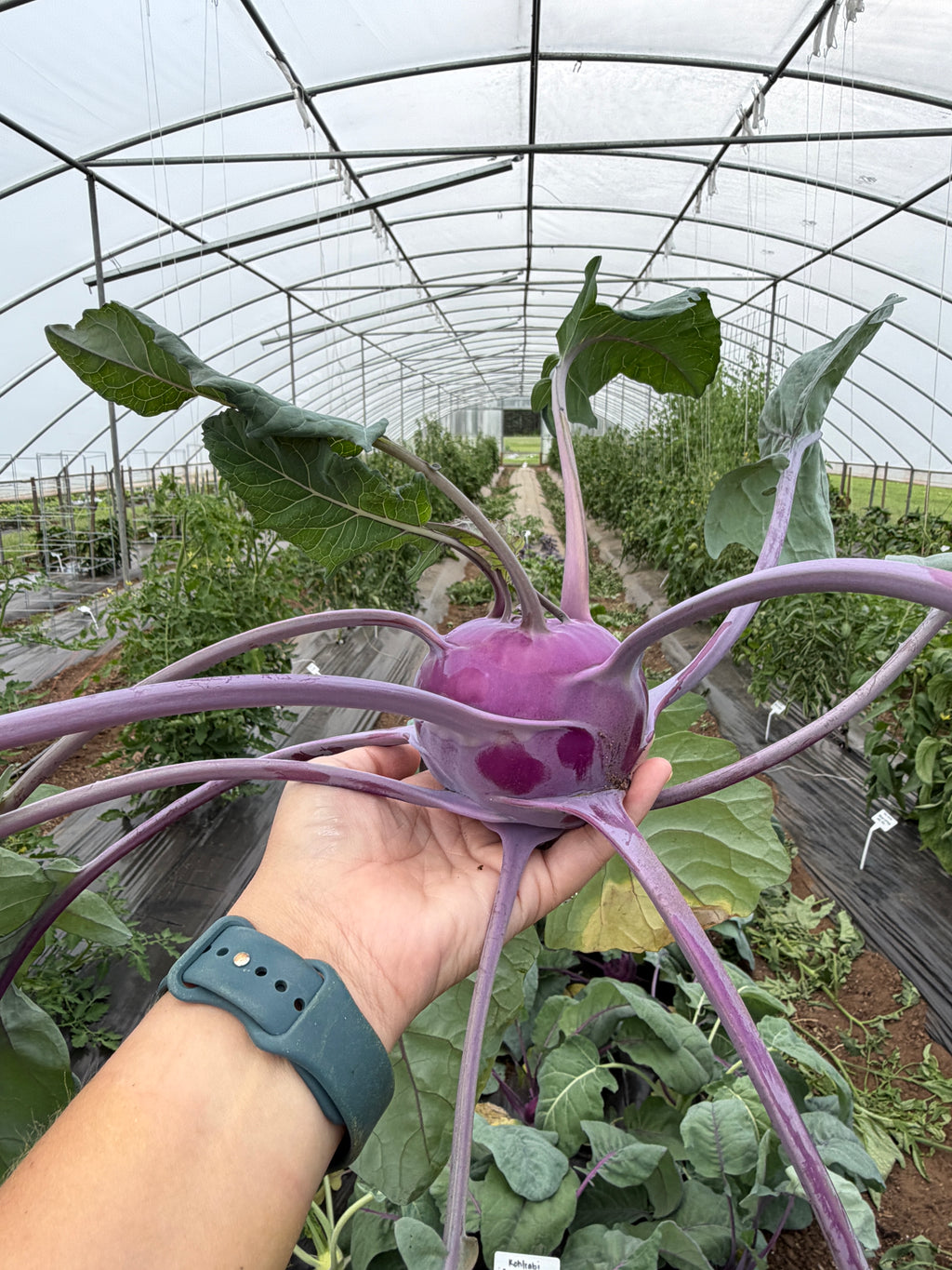 Azur Star, Kohlrabi