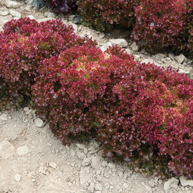 Dark Red Lollo Rosso, Lettuce