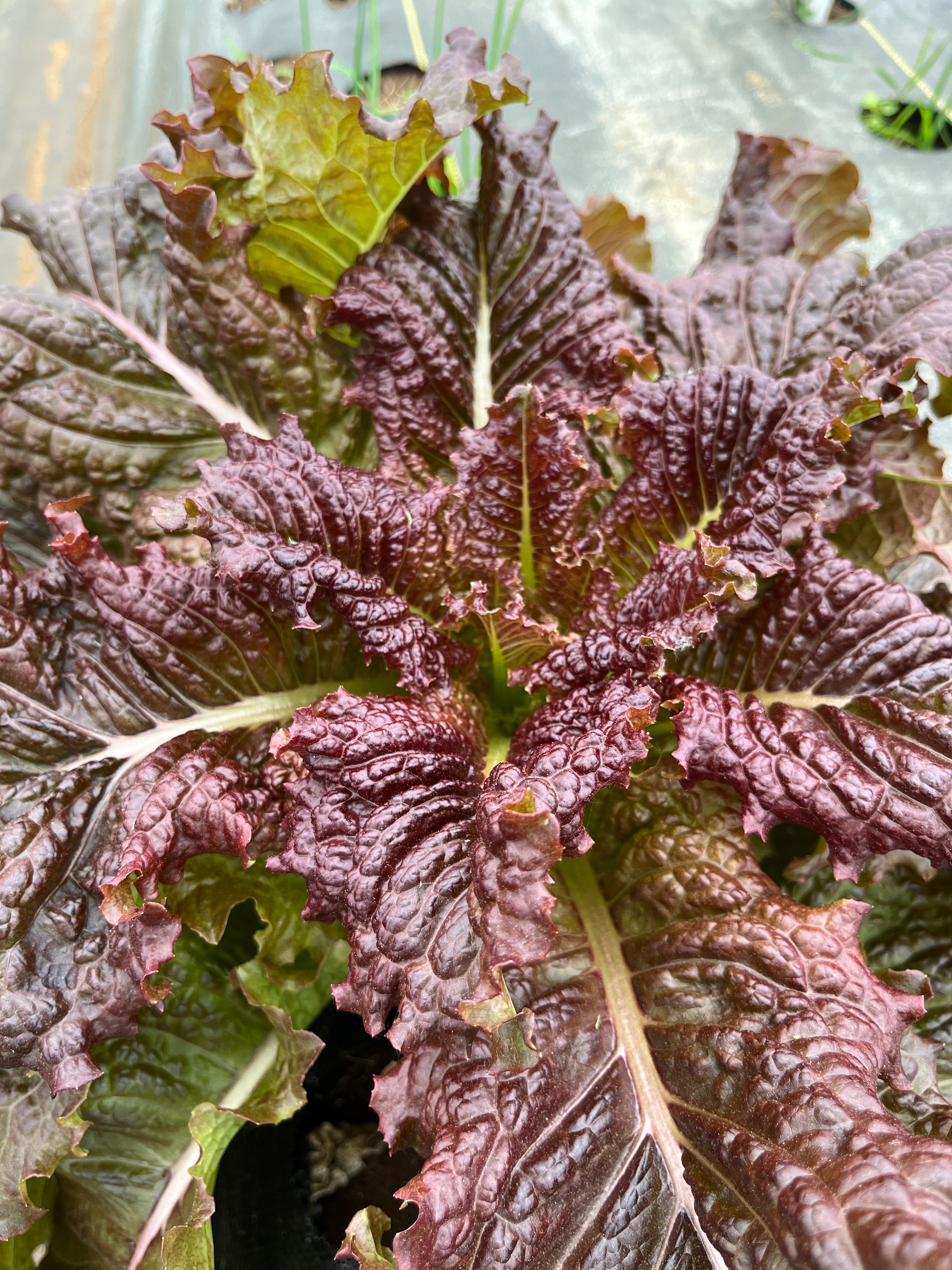 Dark Red Lollo Rosso, Lettuce