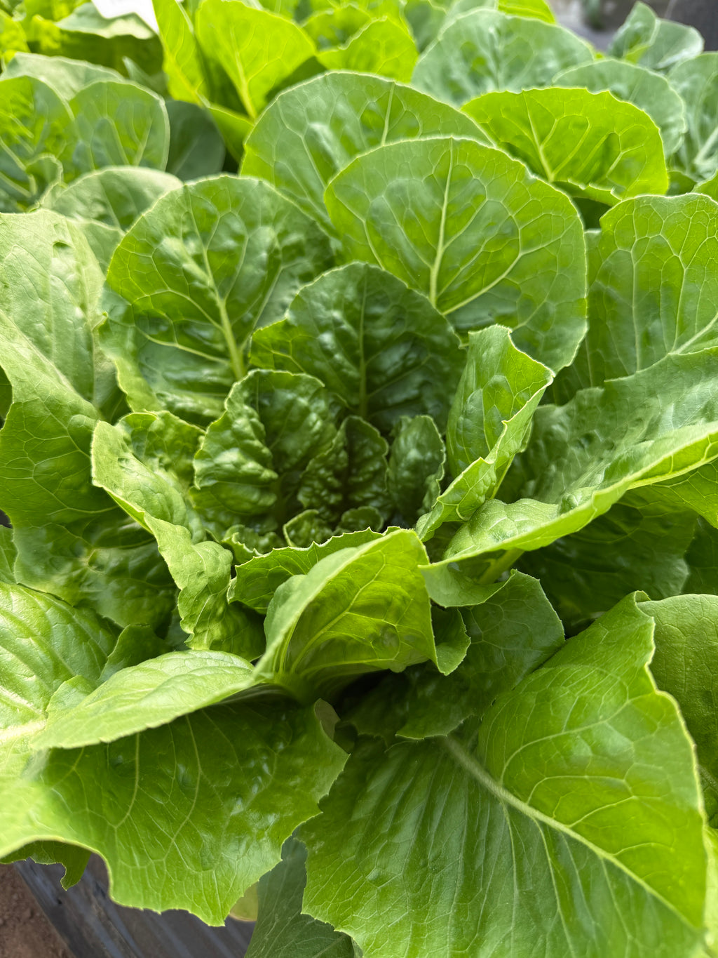 Paris Island Romaine, Lettuce