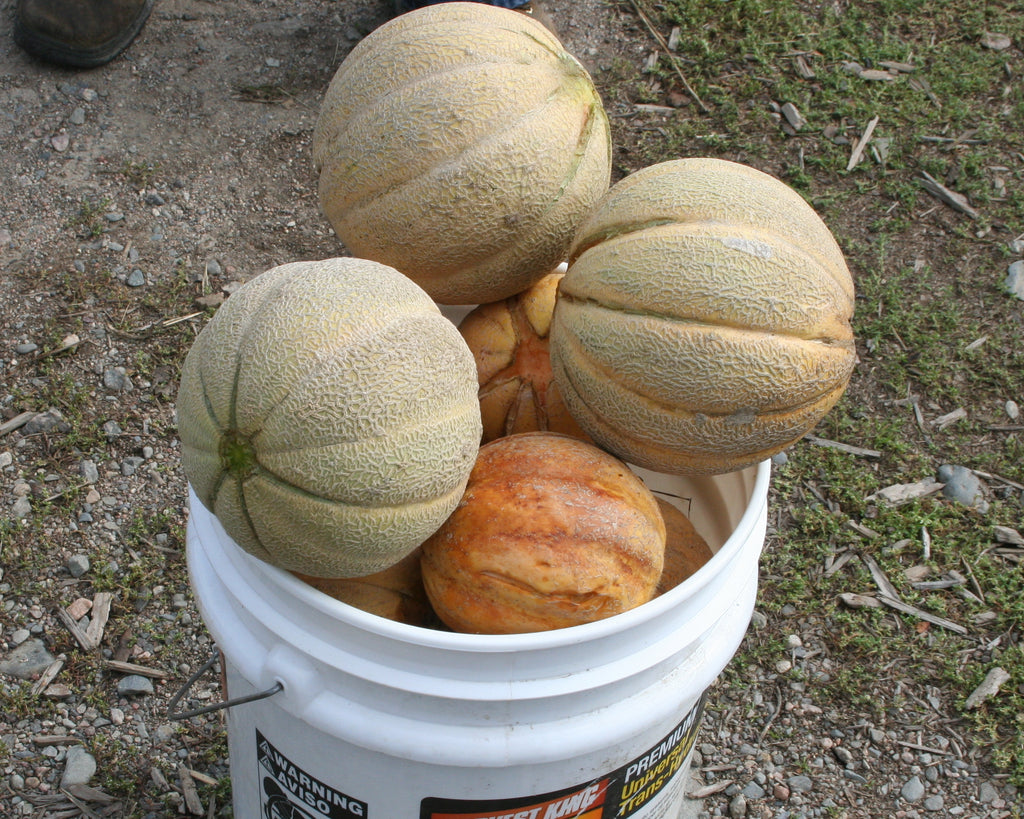 Oka, Muskmelon