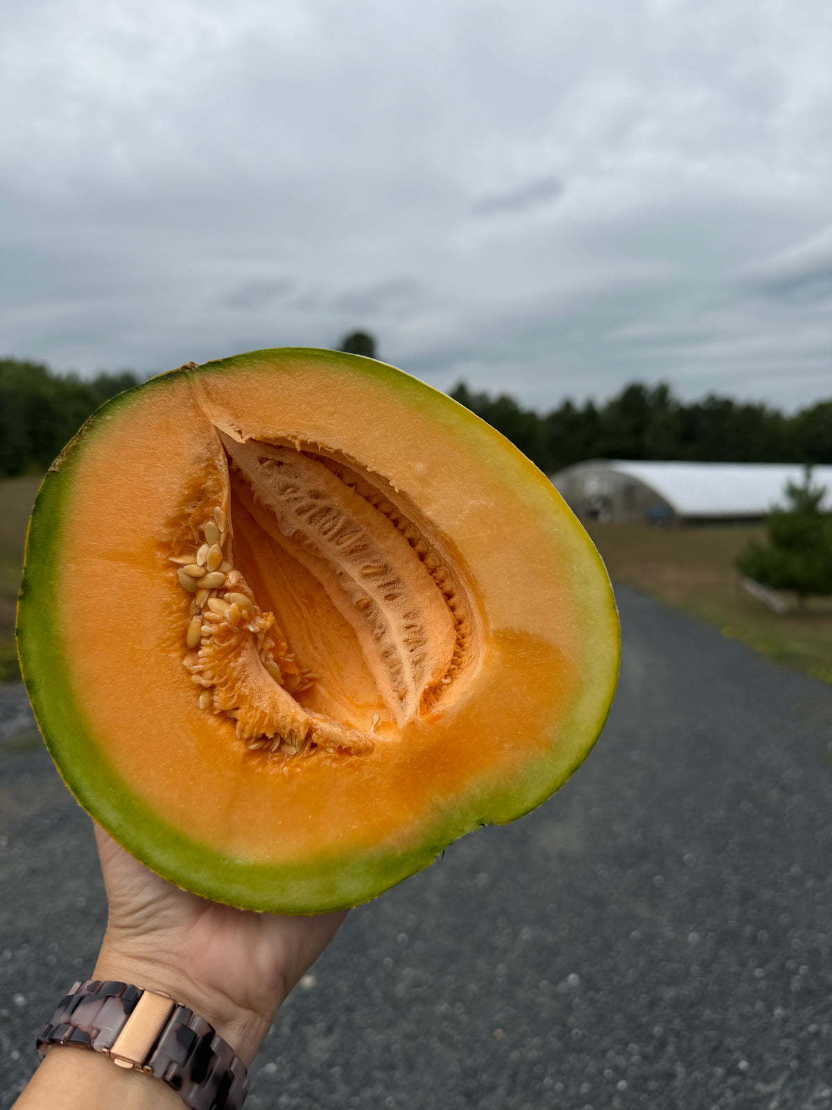 Oka, Muskmelon