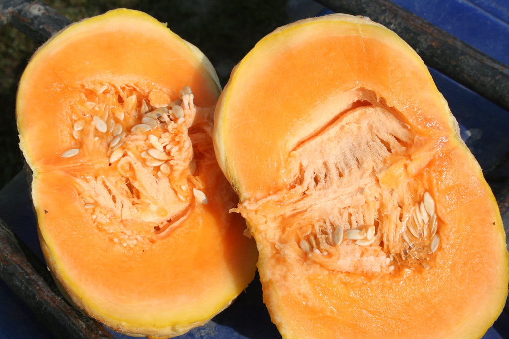 Prescott Fond Blanc, Muskmelon