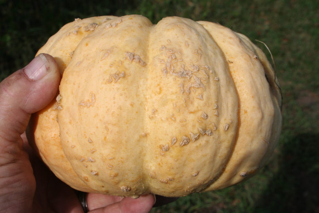 Prescott Fond Blanc, Muskmelon