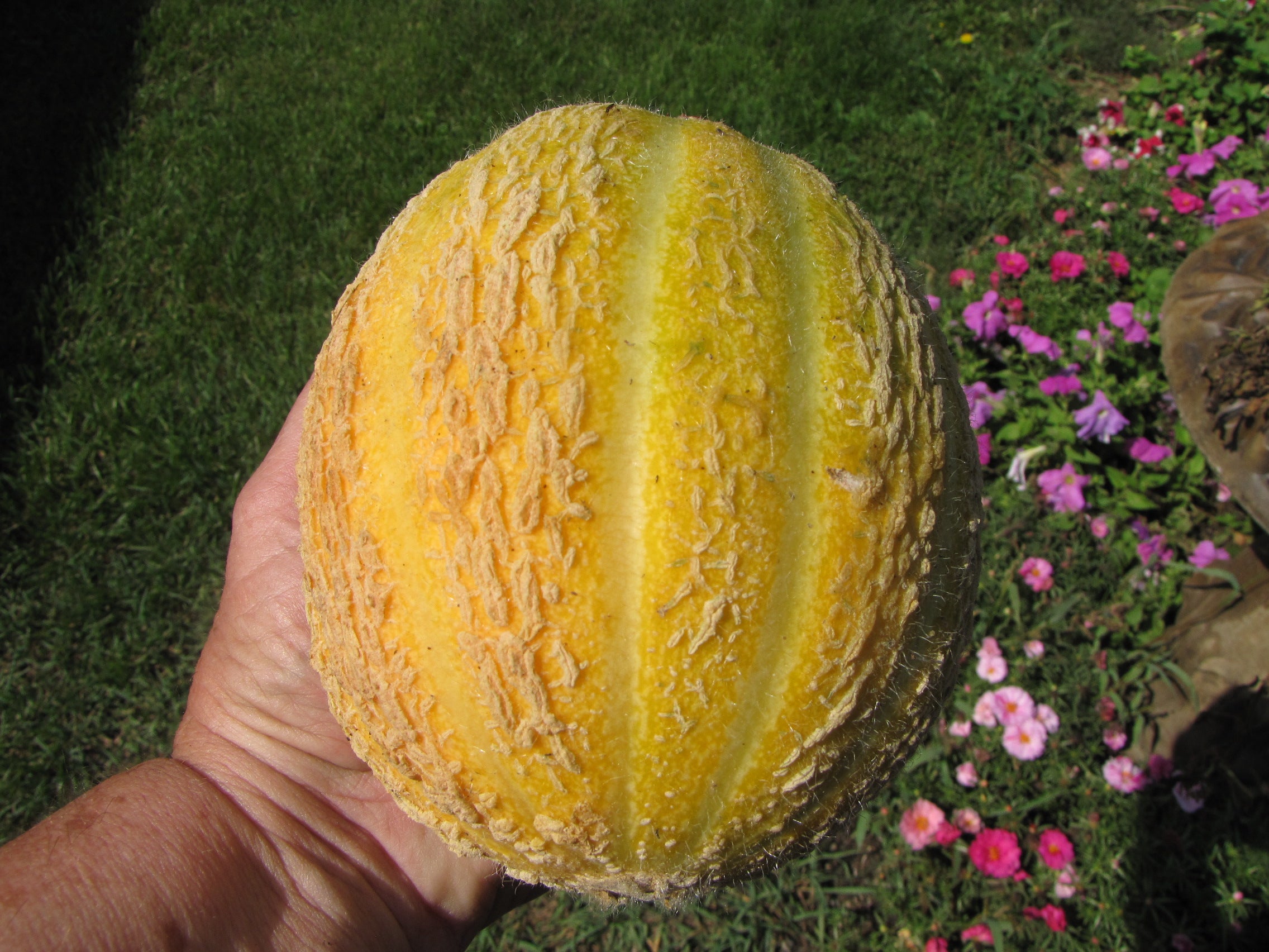 Sweet Granite, Muskmelon