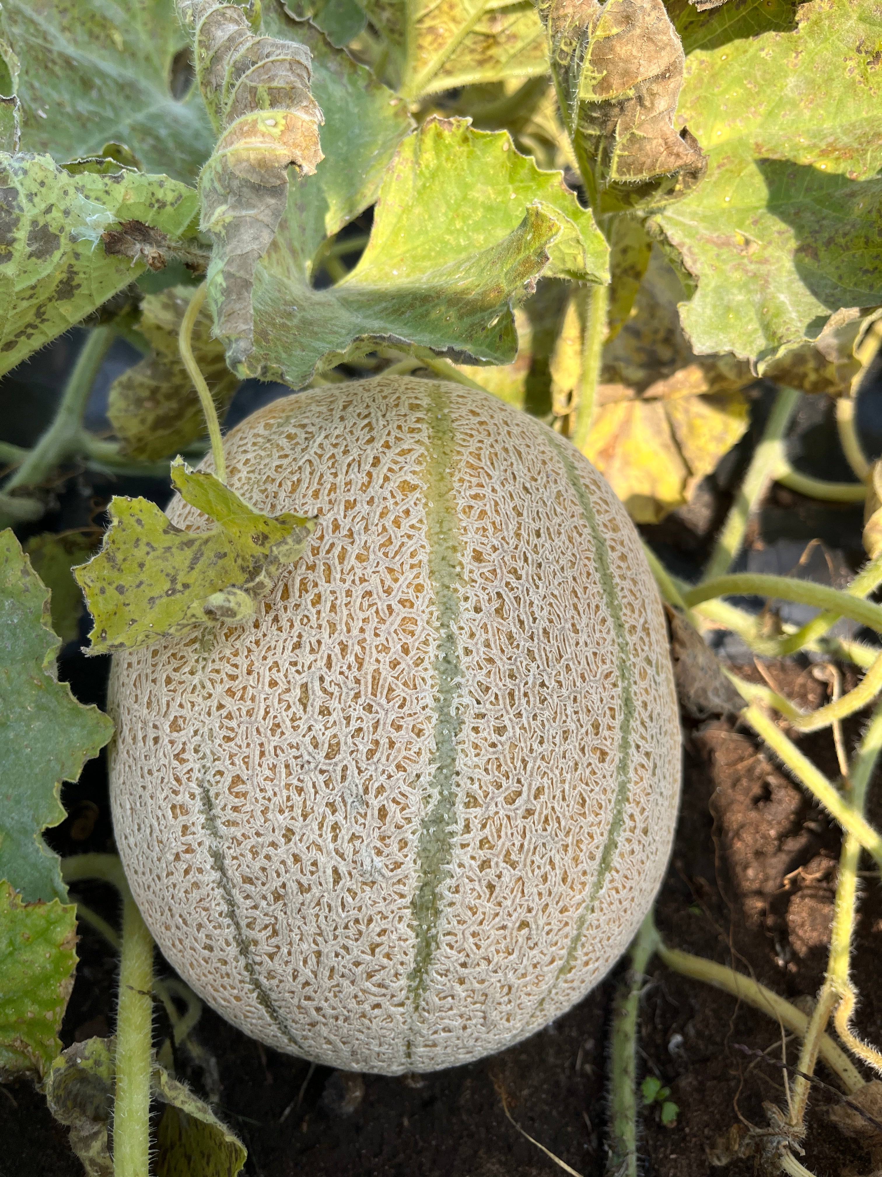 Wapsie Wonder, Muskmelon