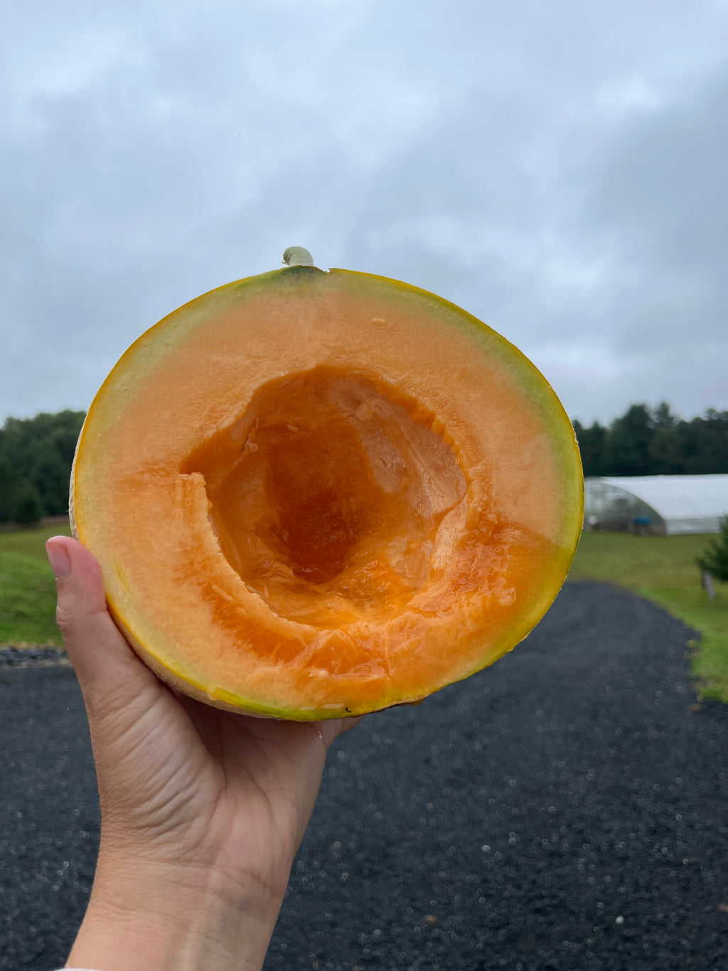 Wapsie Wonder, Muskmelon