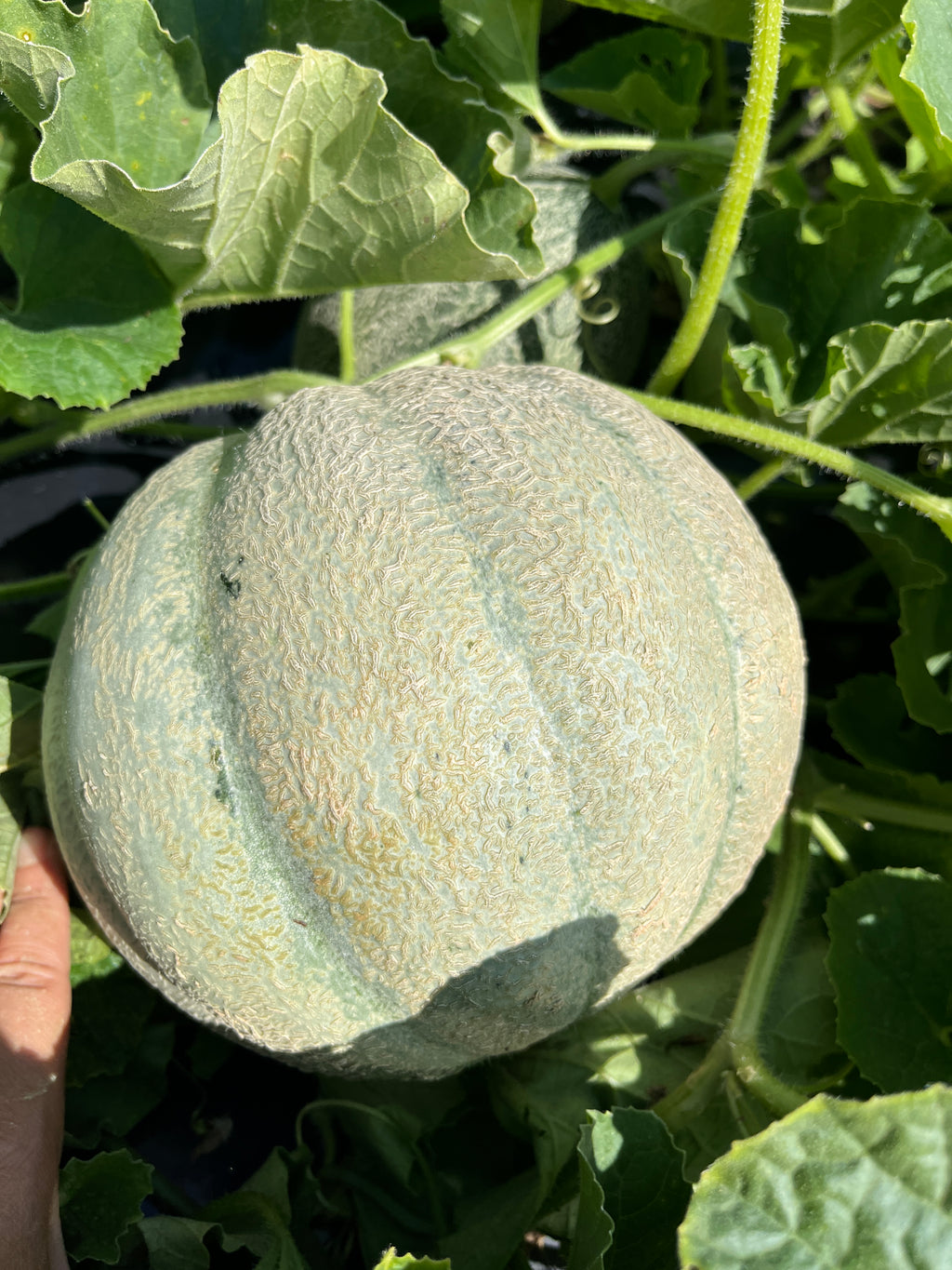 Wapsie Wonder, Muskmelon