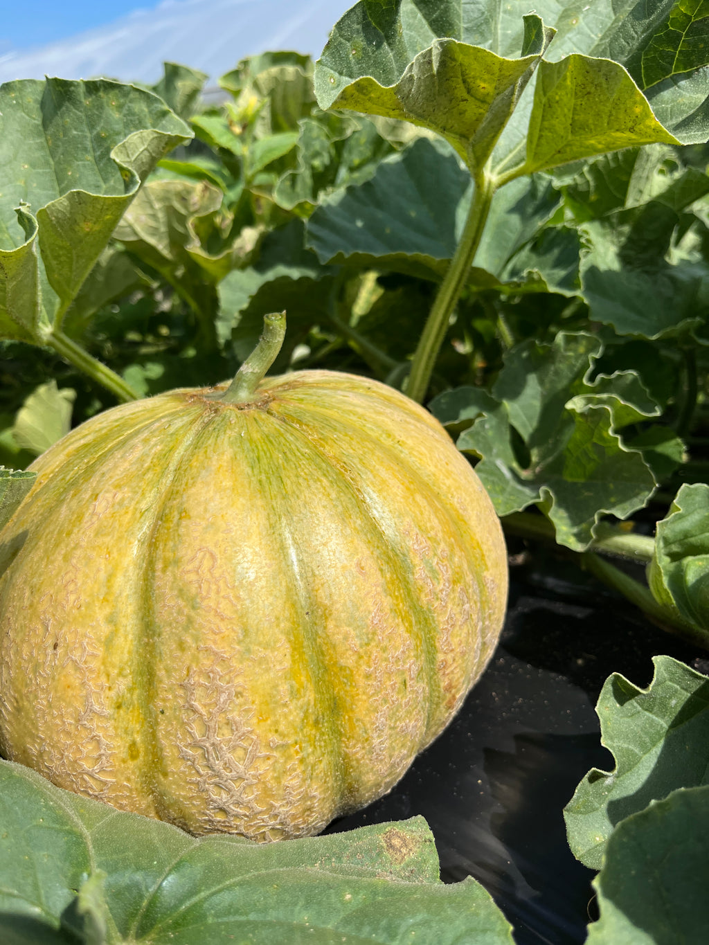 Wapsie Wonder, Muskmelon