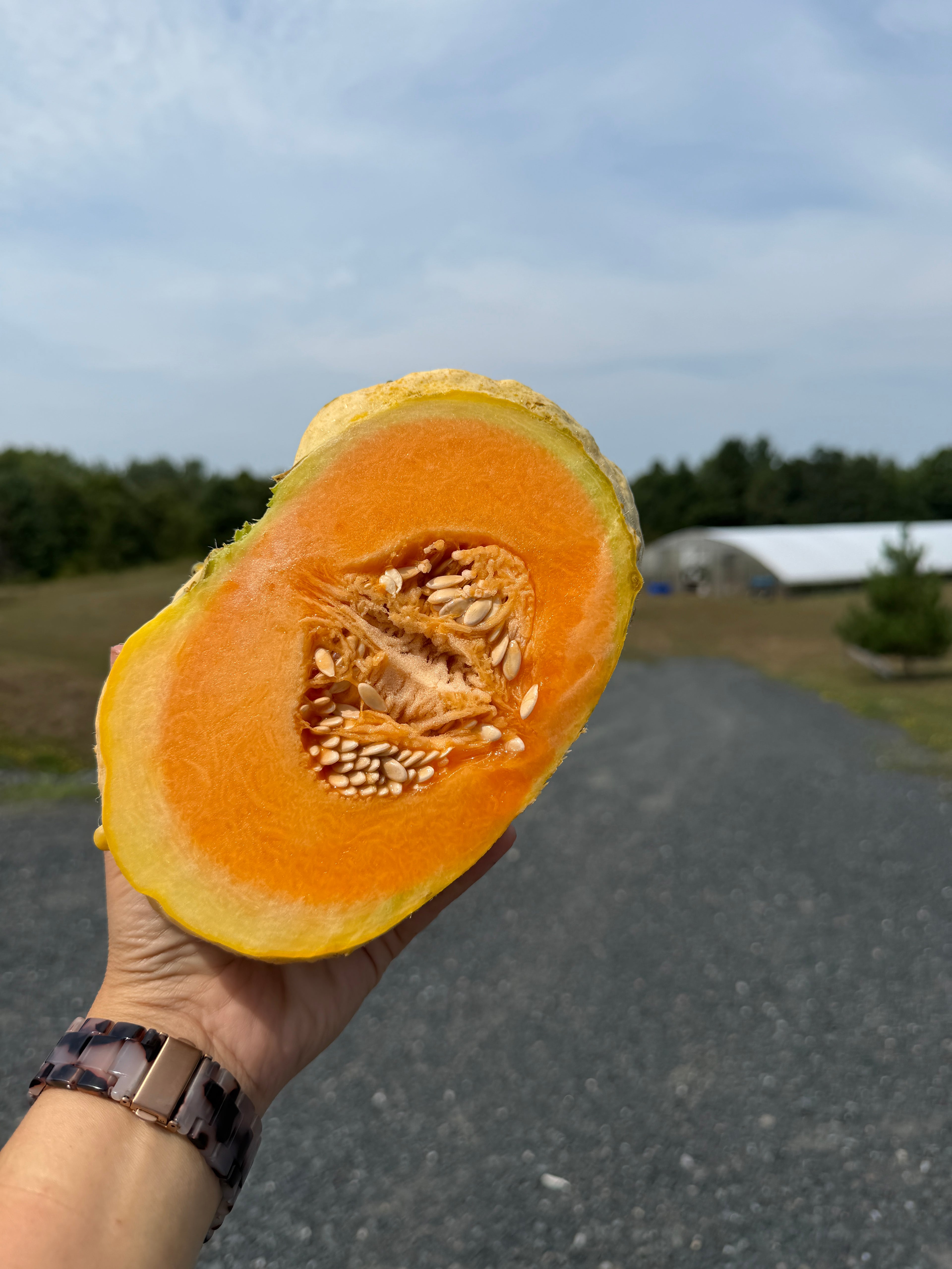 Prescott Fond Blanc, Muskmelon