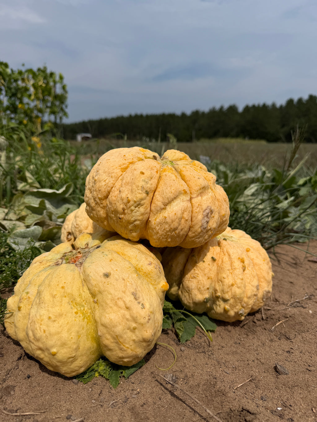 Prescott Fond Blanc, Muskmelon