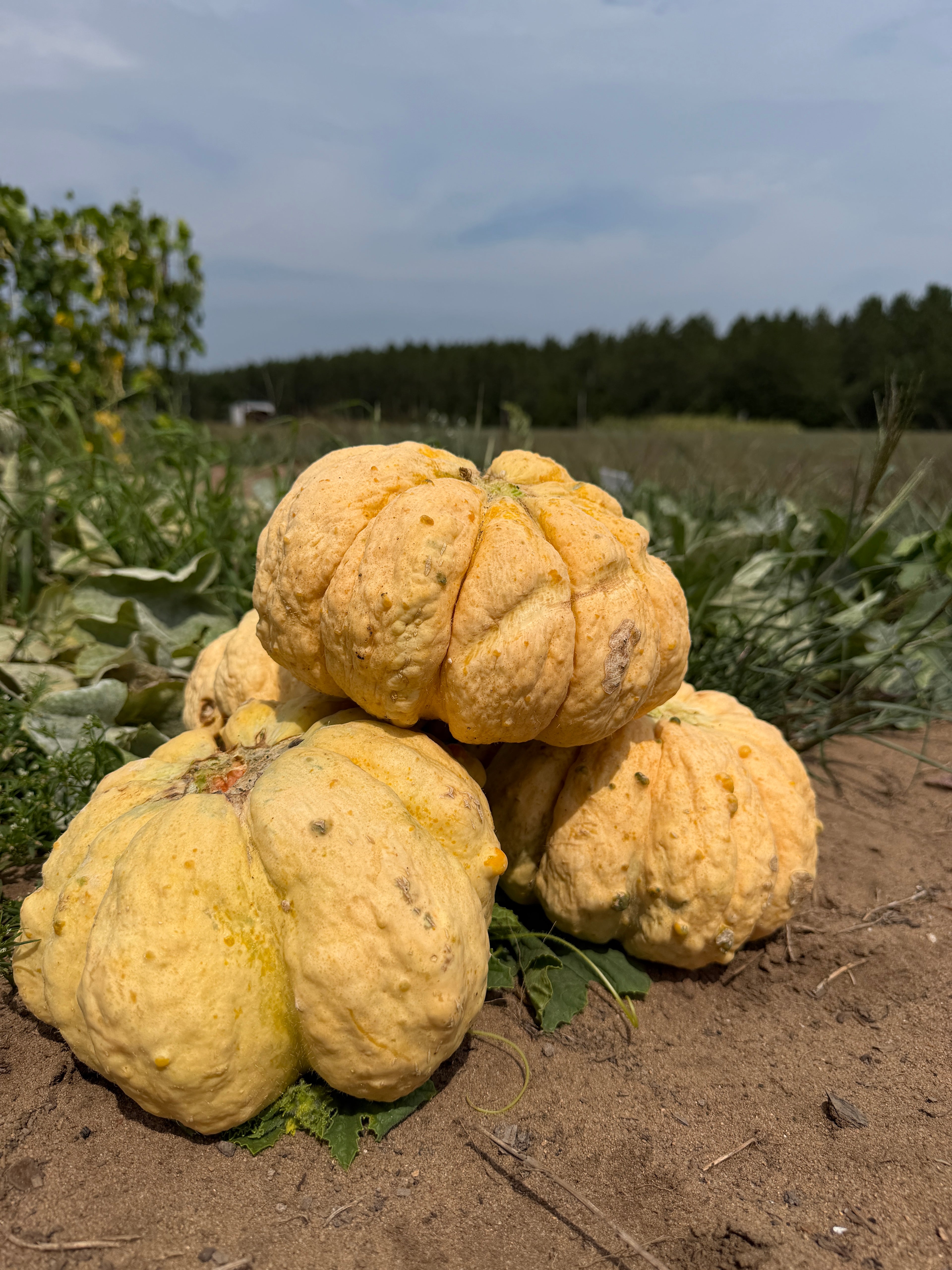 Prescott Fond Blanc, Muskmelon
