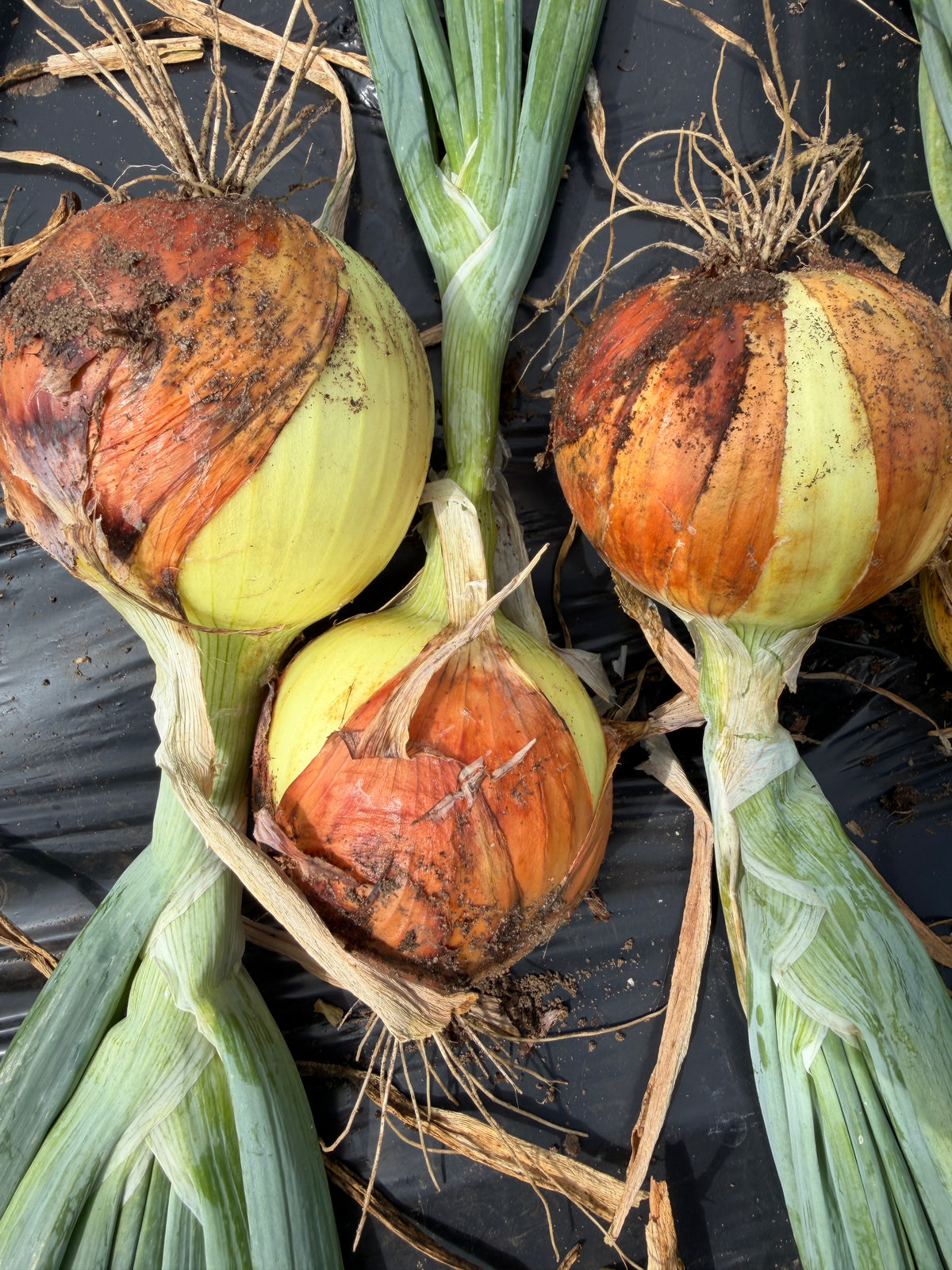 New York Early, Onion