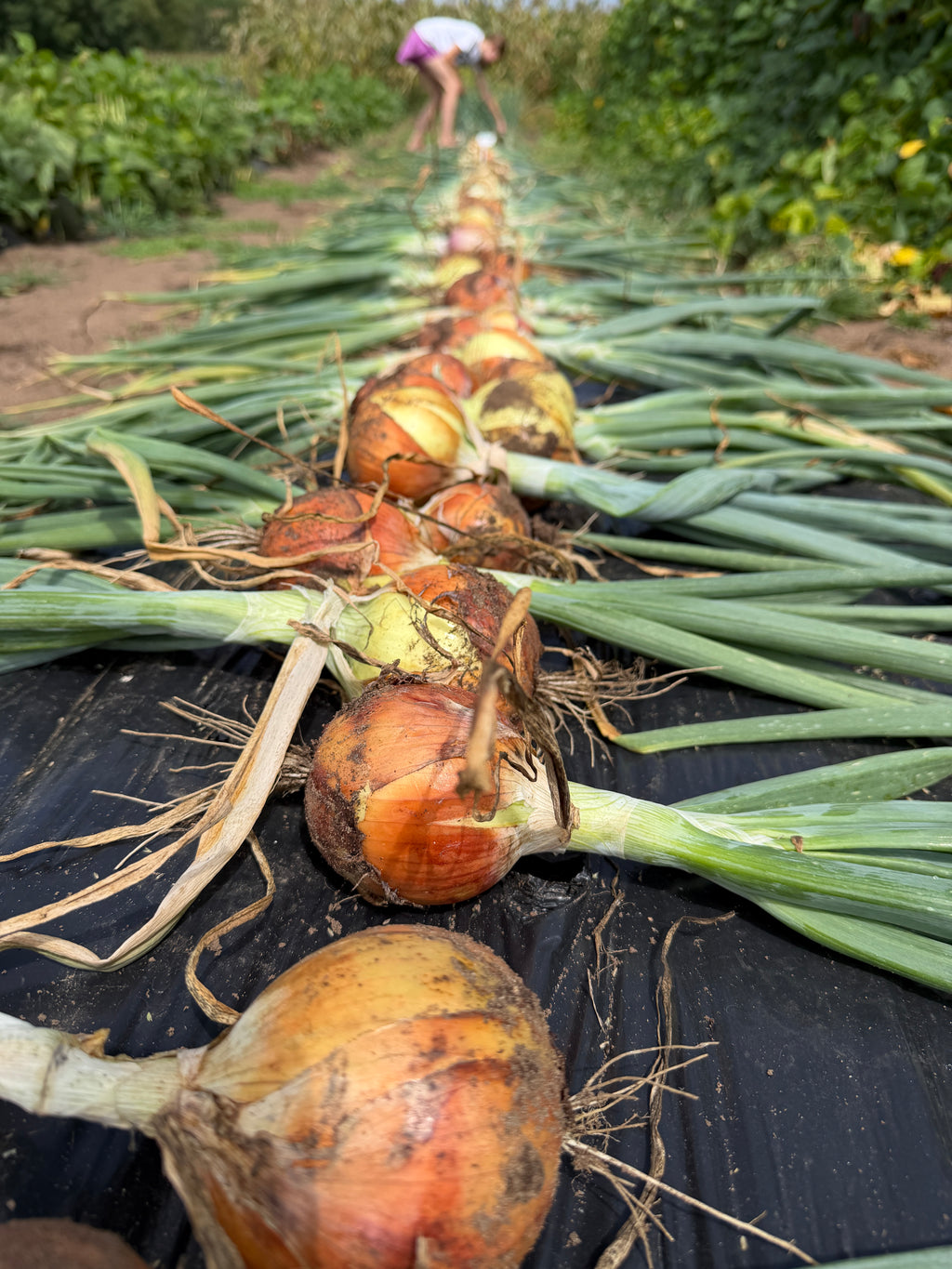 New York Early, Onion