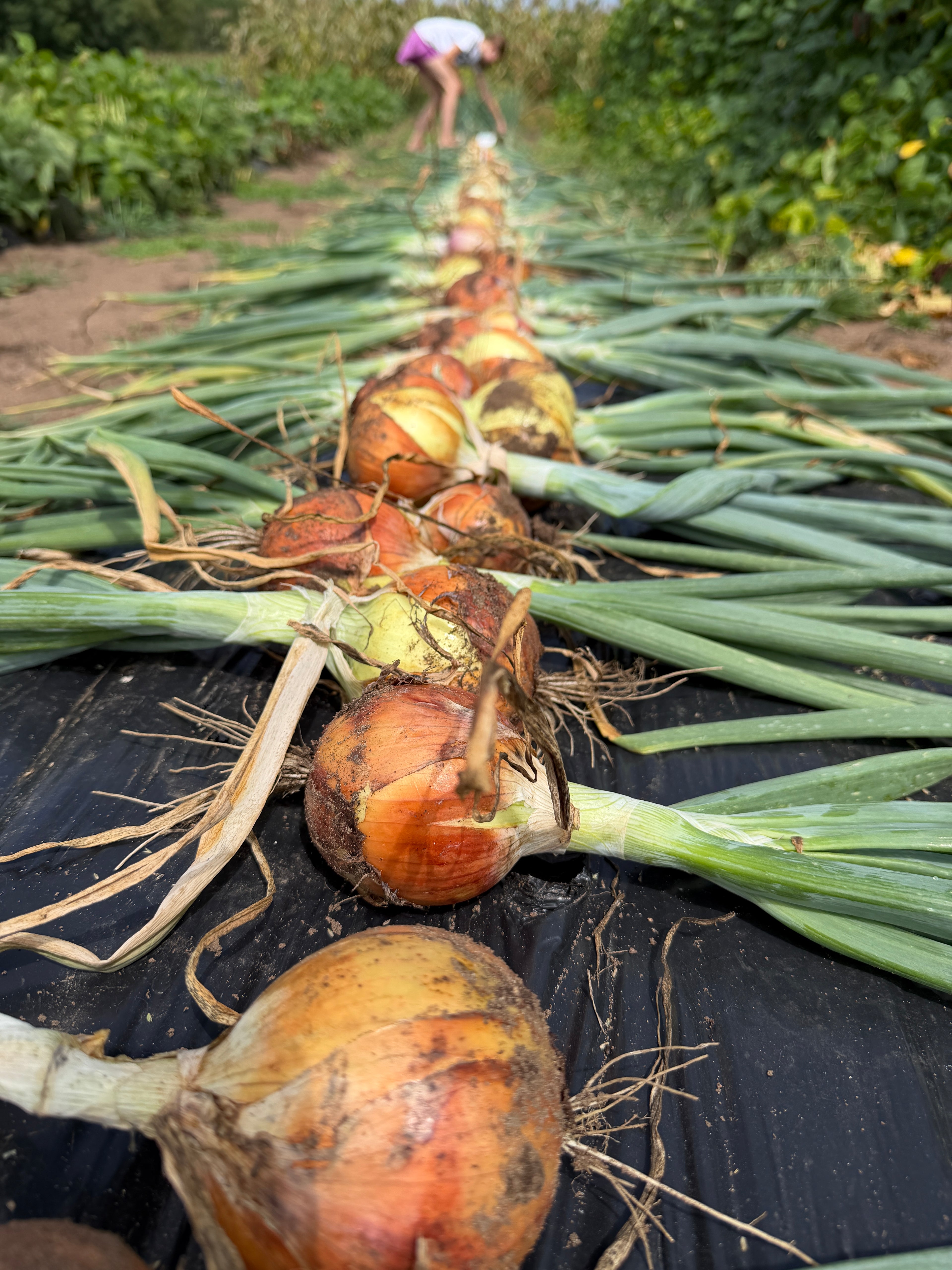 New York Early, Onion