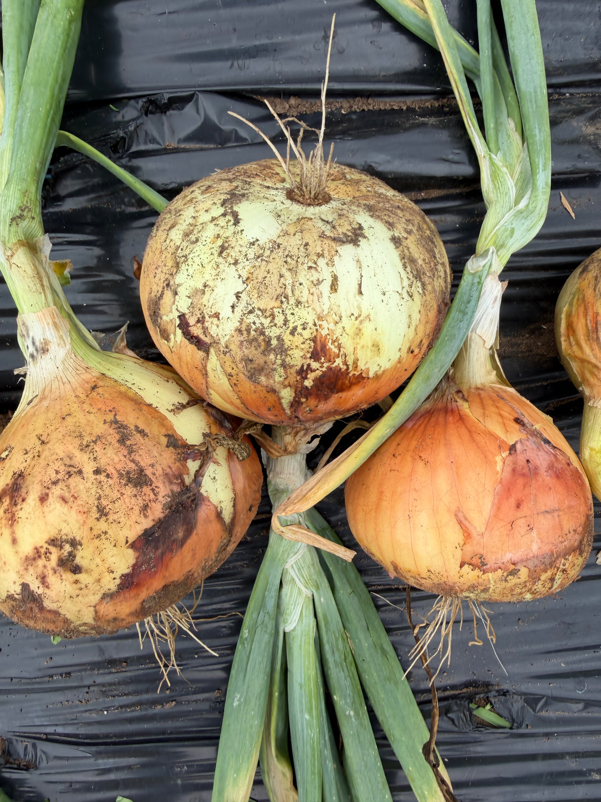 Walla Walla Sweet, Onion