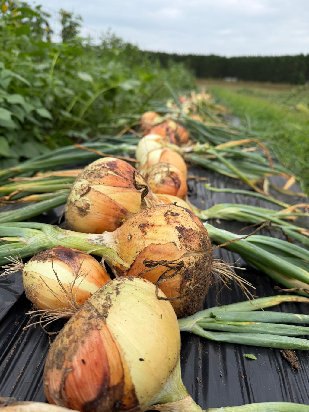 Walla Walla Sweet, Onion