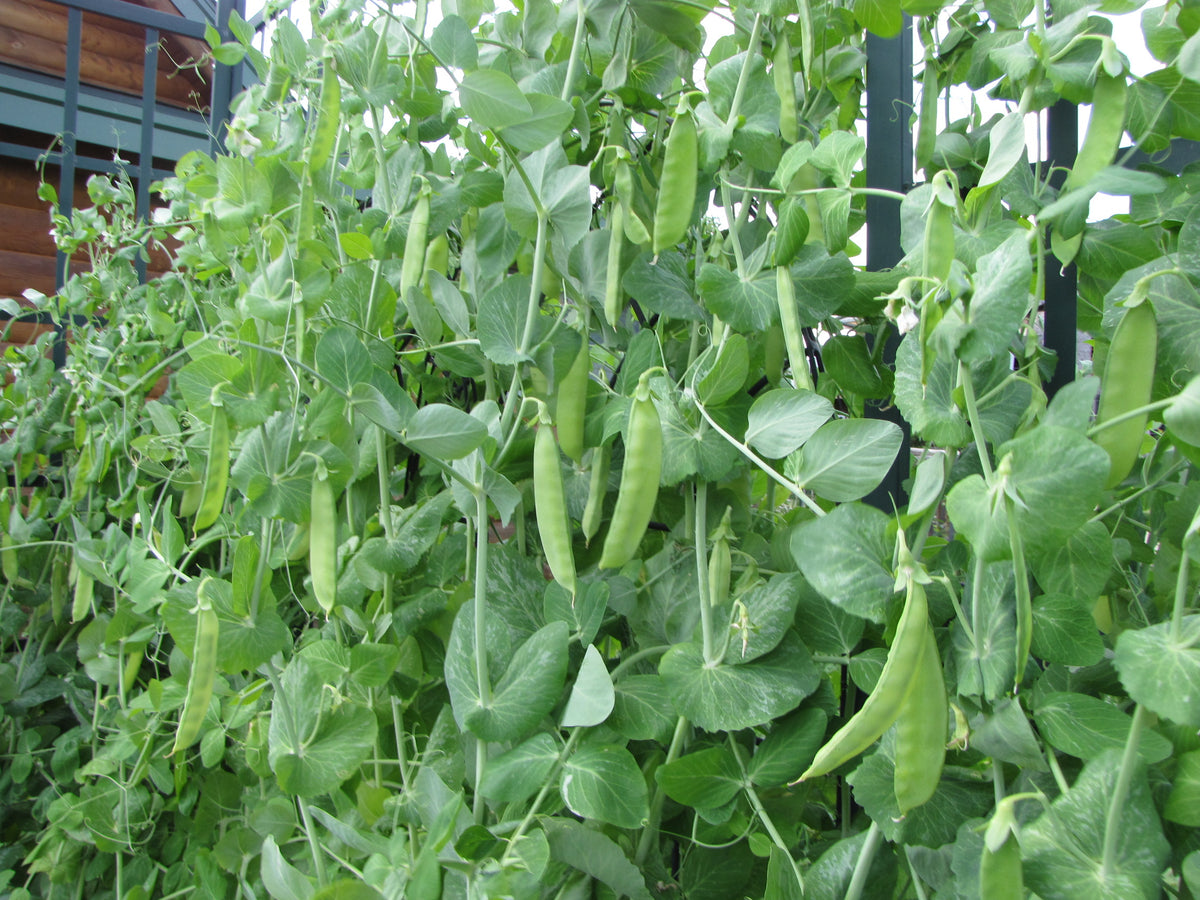 Alderman or Tall Telephone, Pea
