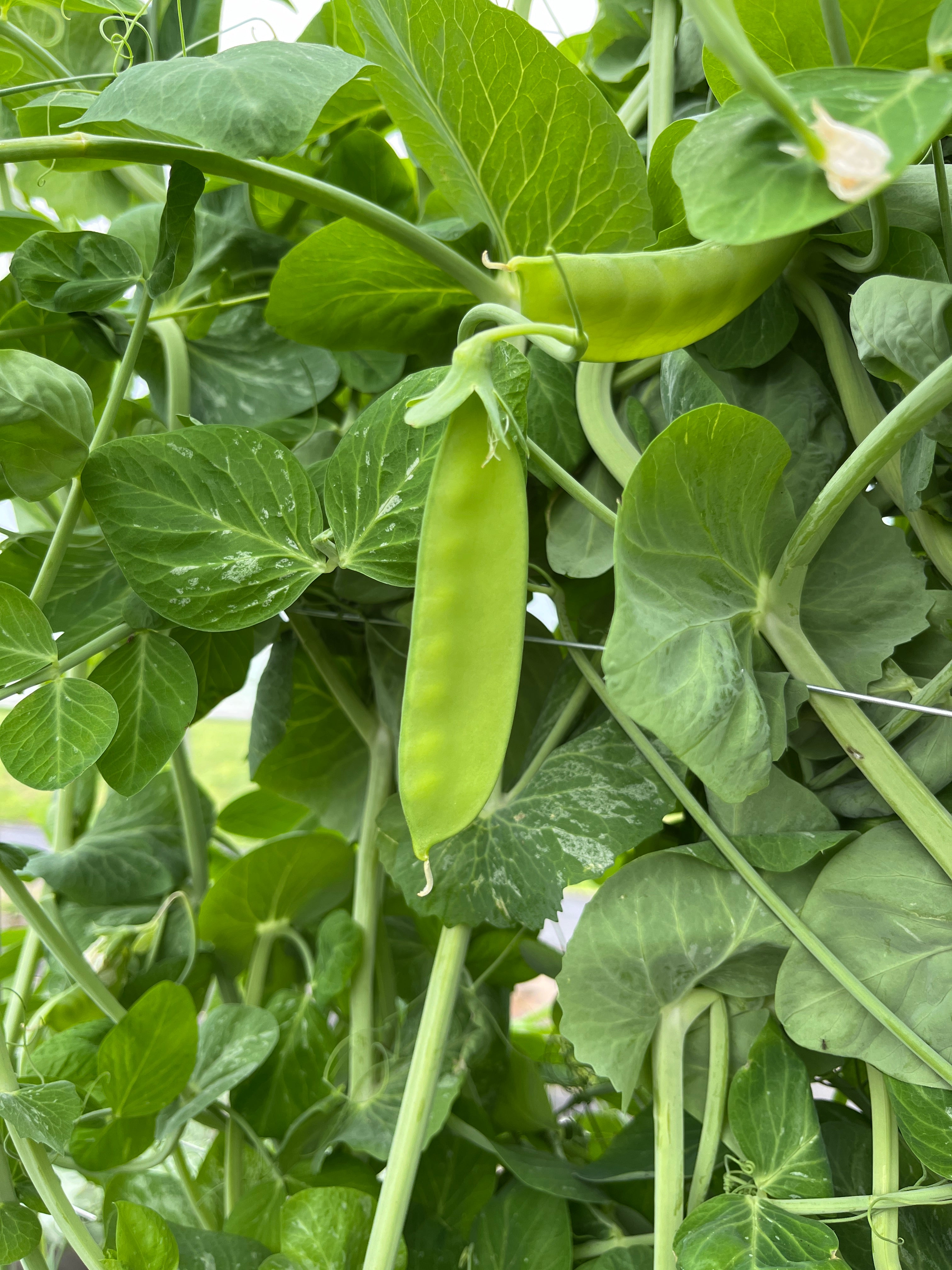 Mammoth Melting, Pea