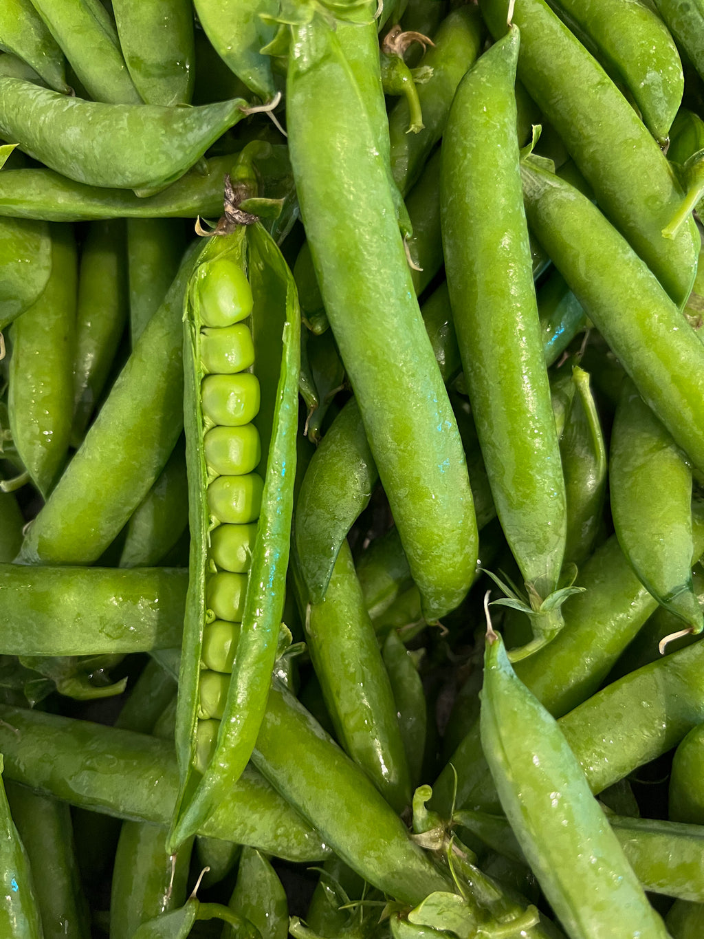 The Easy Start Garden Bundle