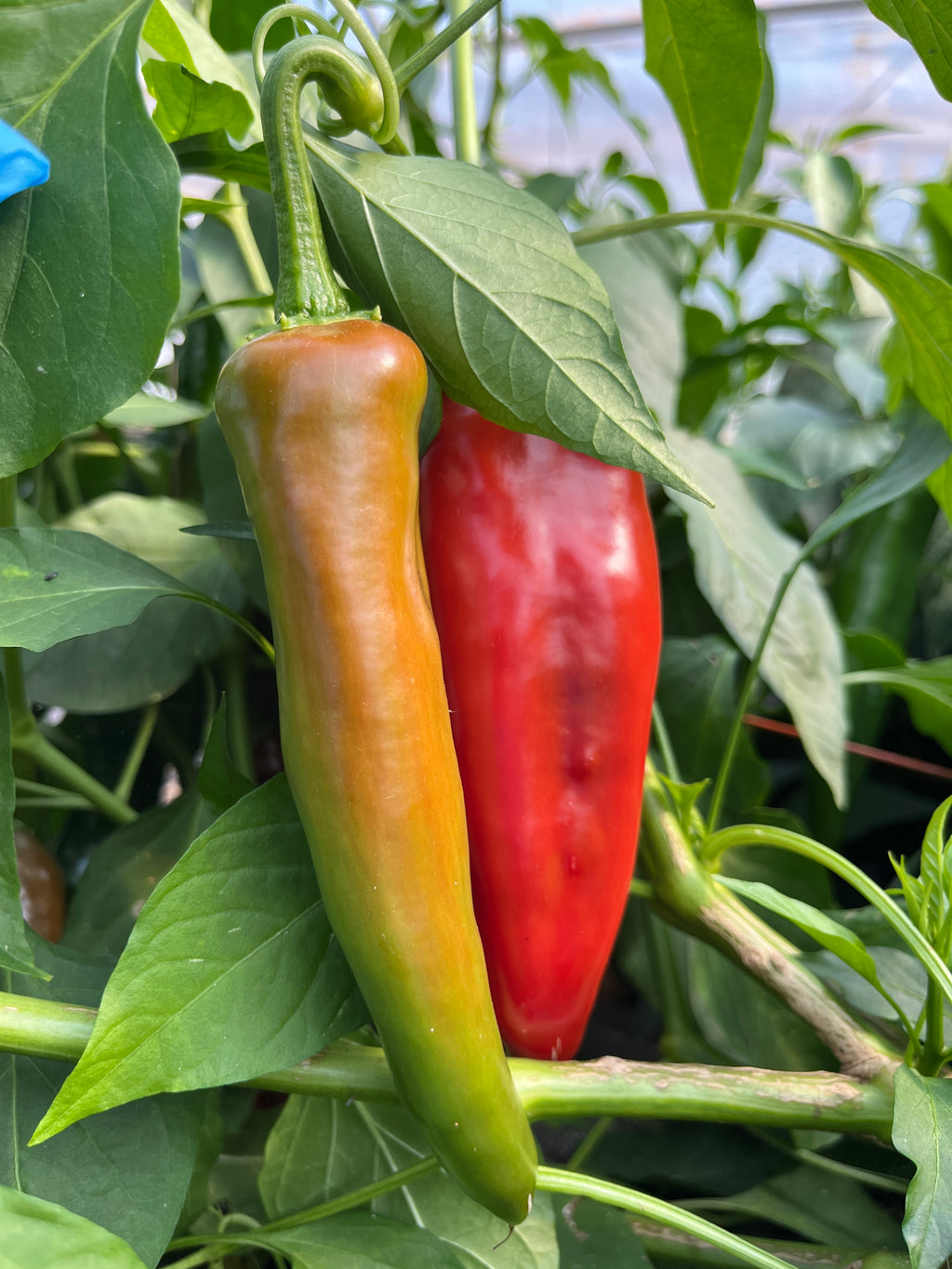 Anaheim Chile, Pepper