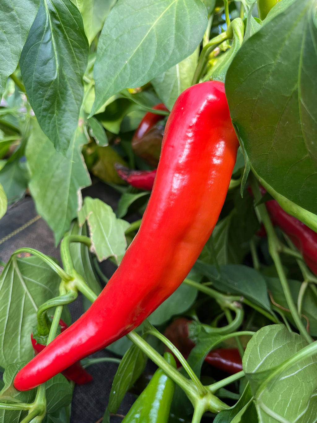 Anaheim Chile, Pepper