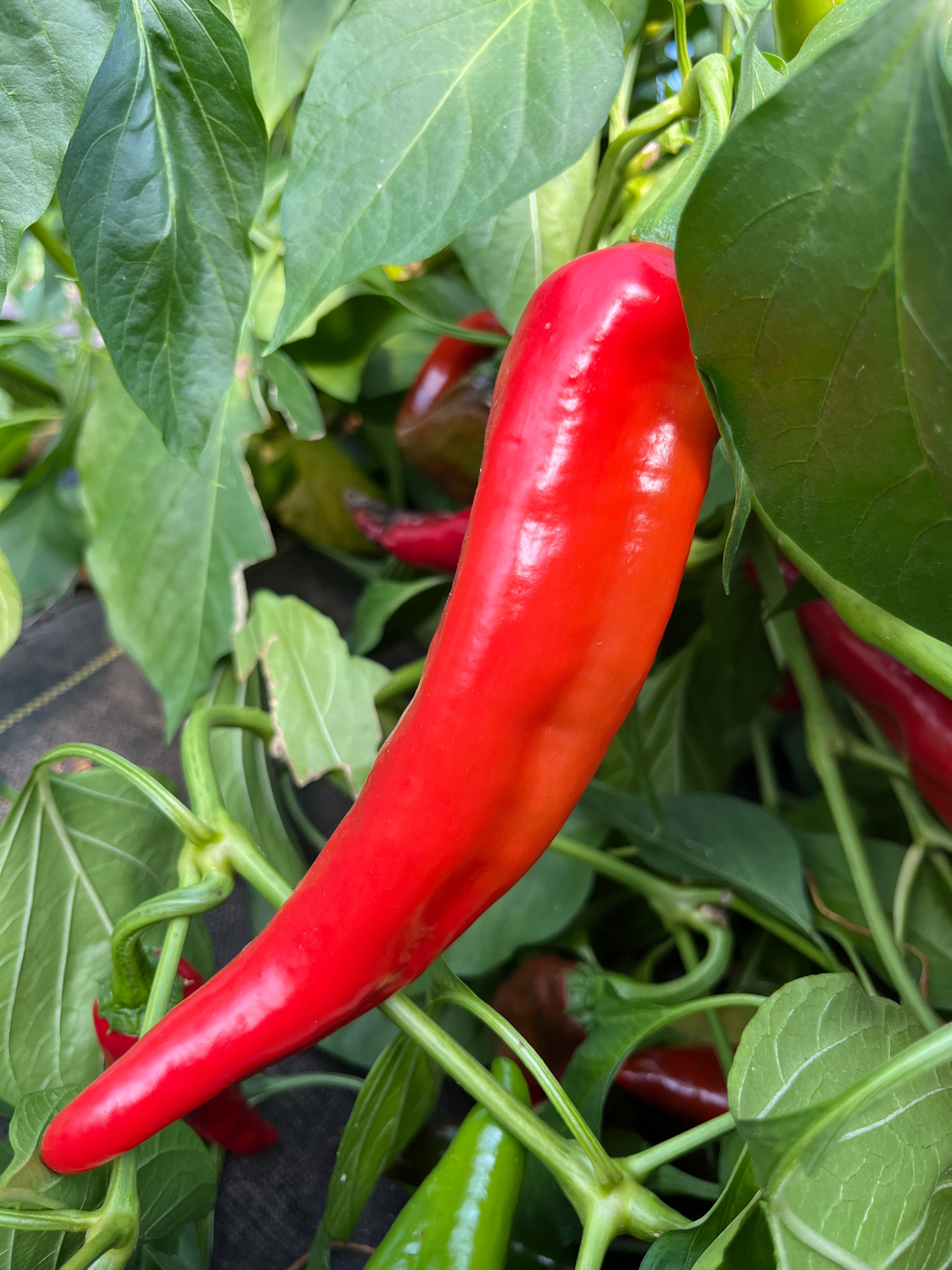 Anaheim Chile, Pepper