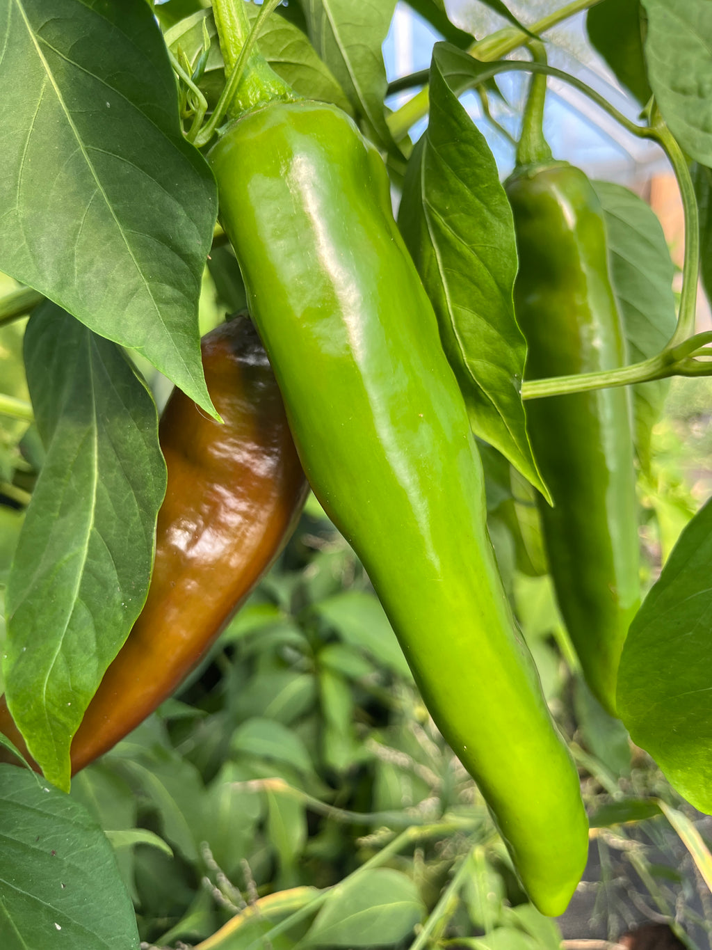 Anaheim Chile, Pepper