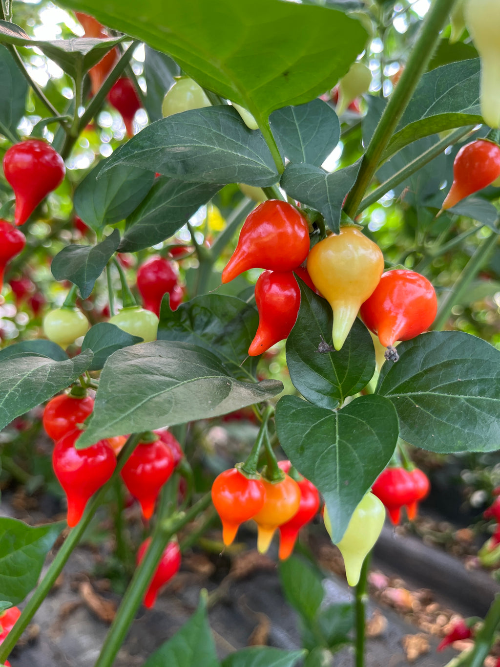 Bequinho Red, Pepper