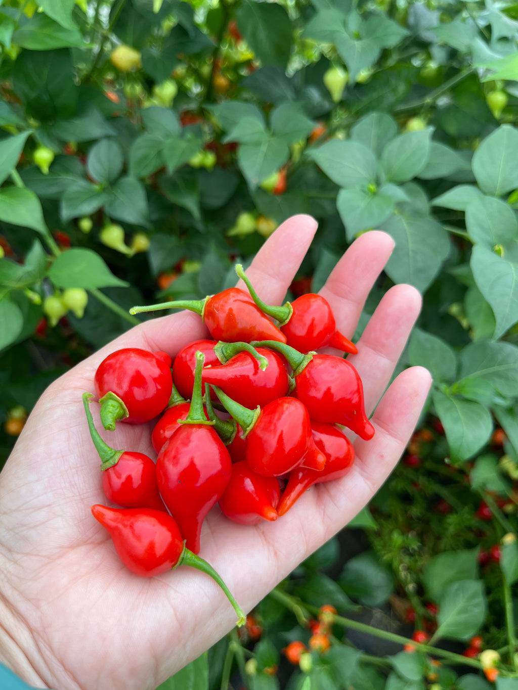 Bequinho Red, Pepper