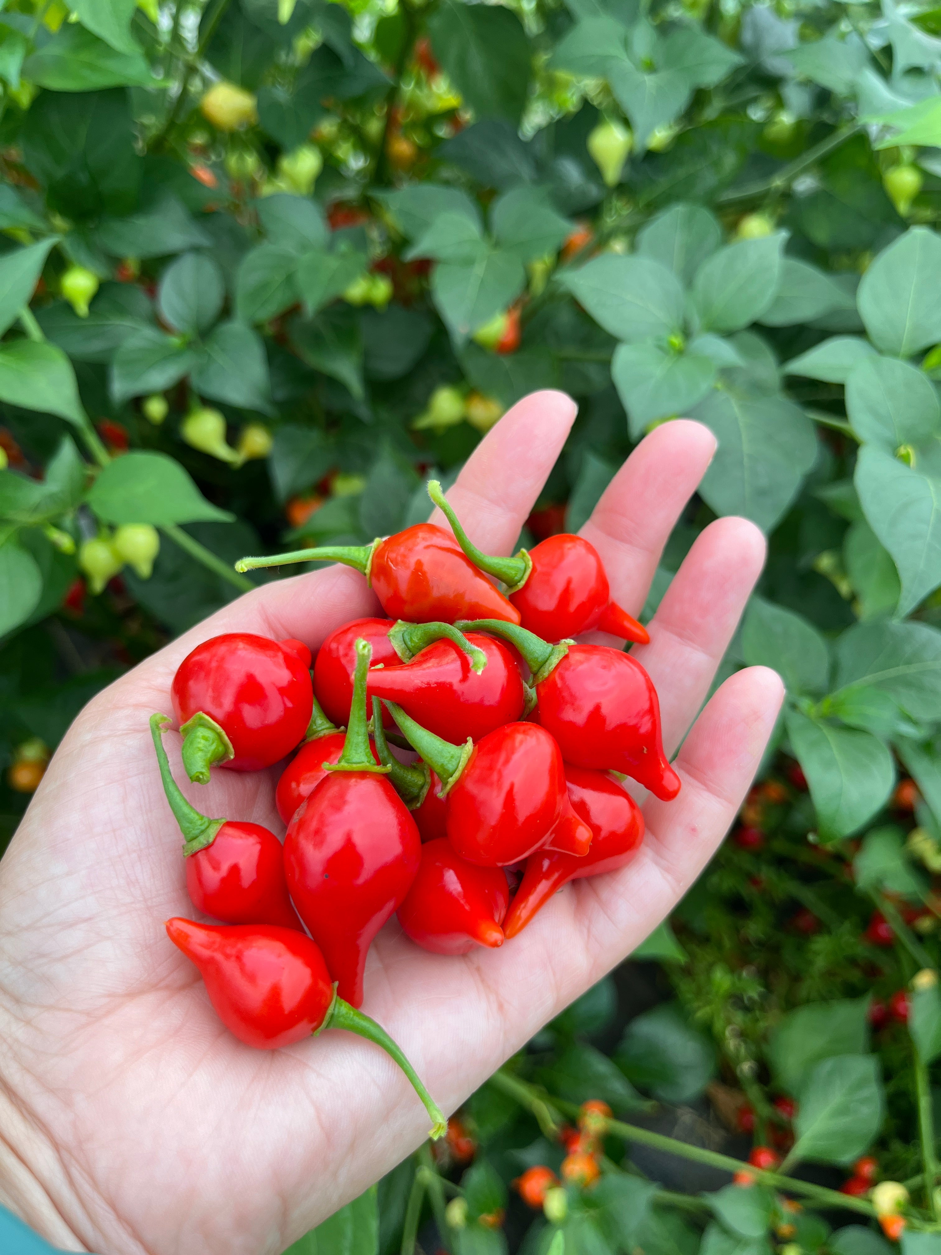 Bequinho Red, Pepper