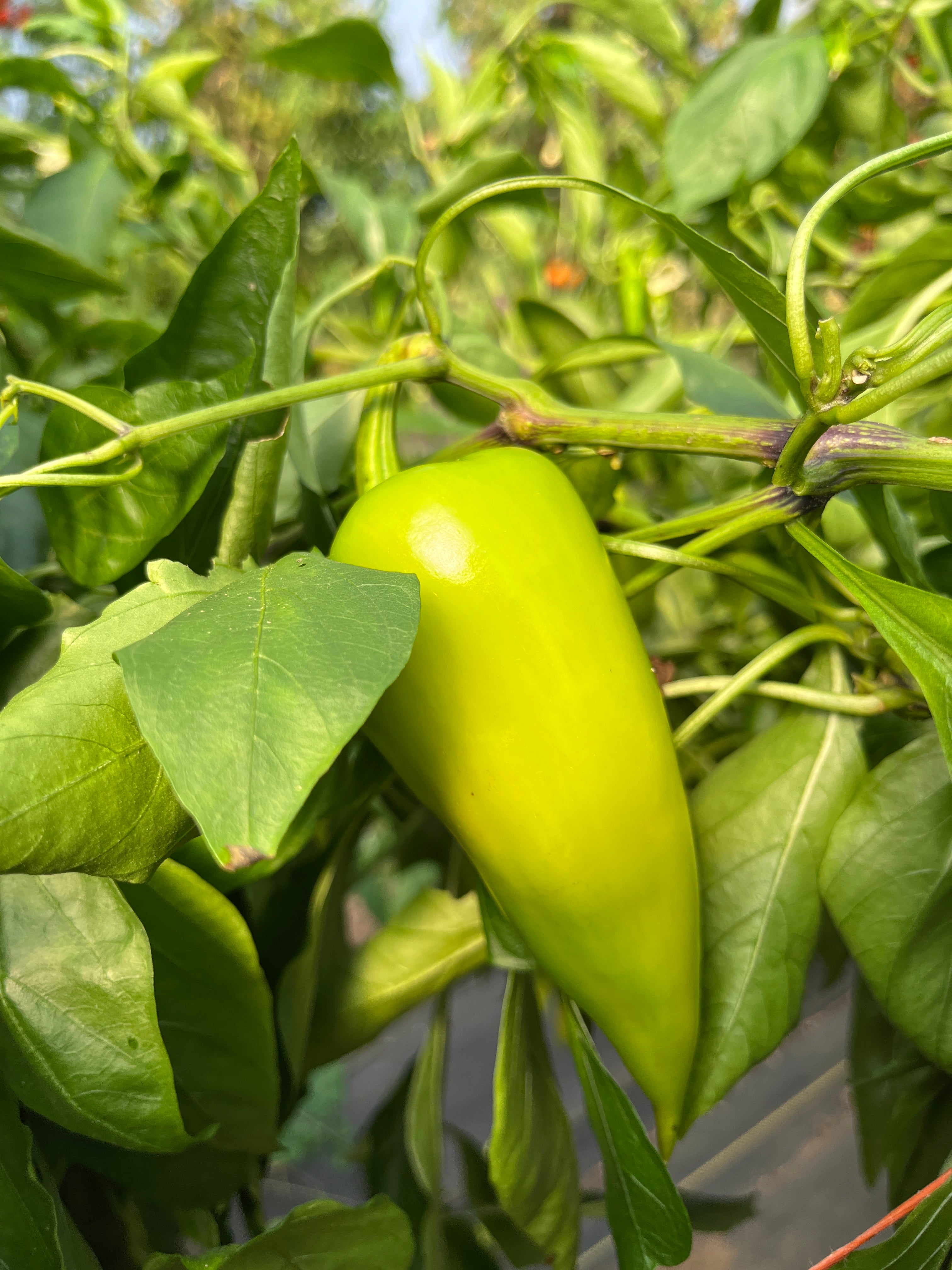 Chervena Chuska, Pepper