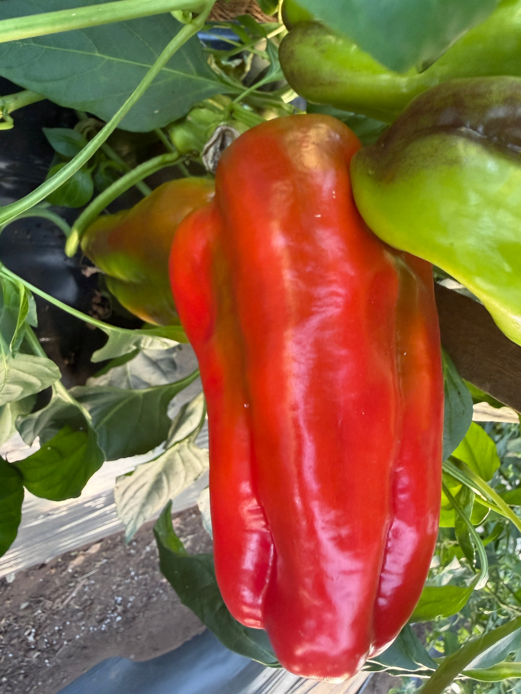 Cubanelle, Pepper