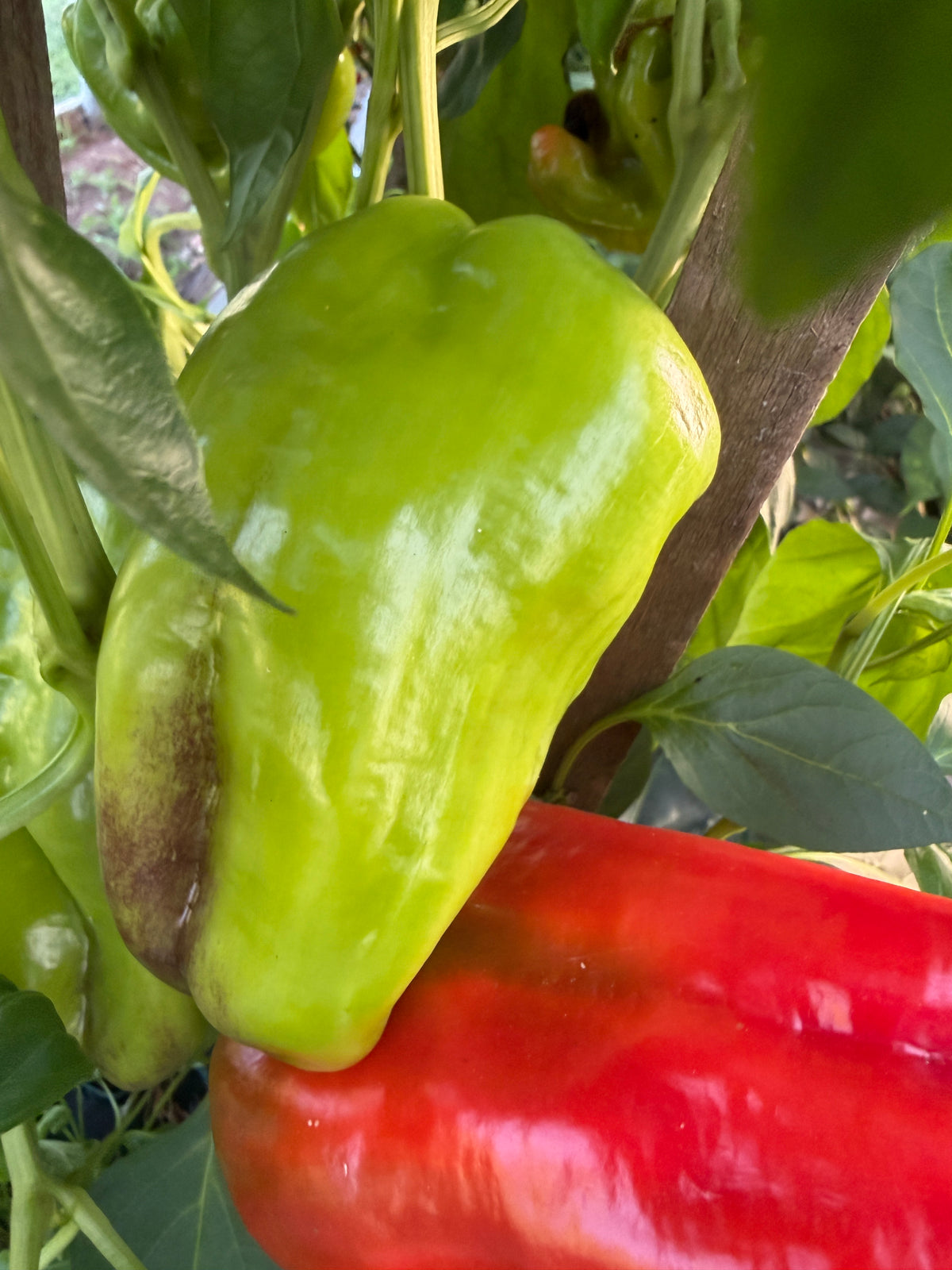 Cubanelle, Pepper