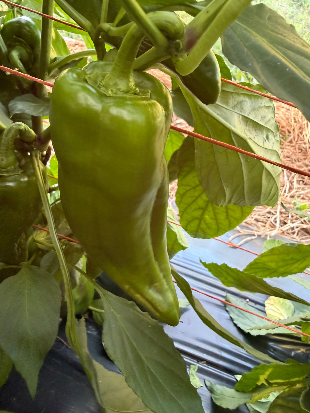 Donkey Ear, Pepper