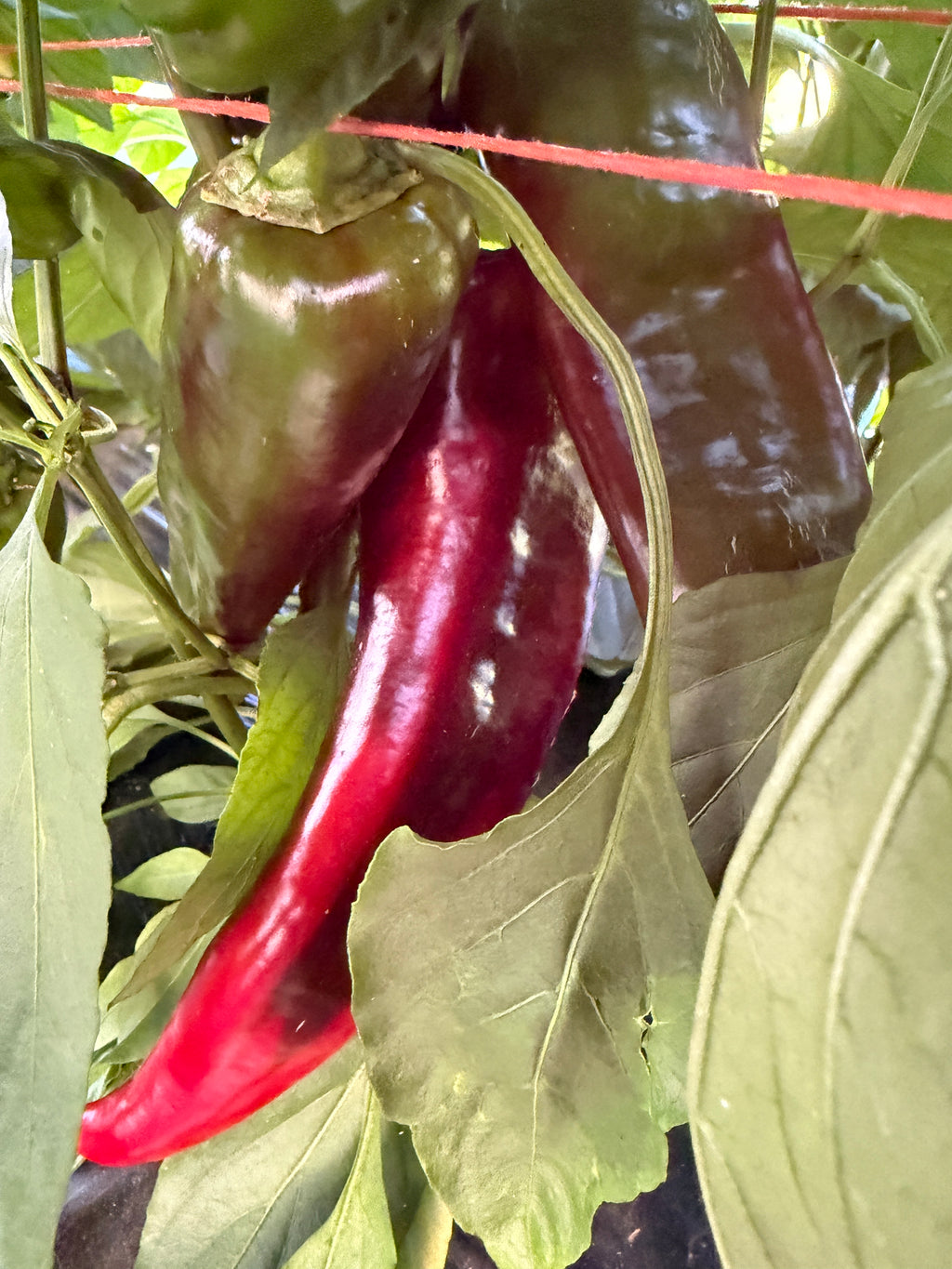 Donkey Ear, Pepper