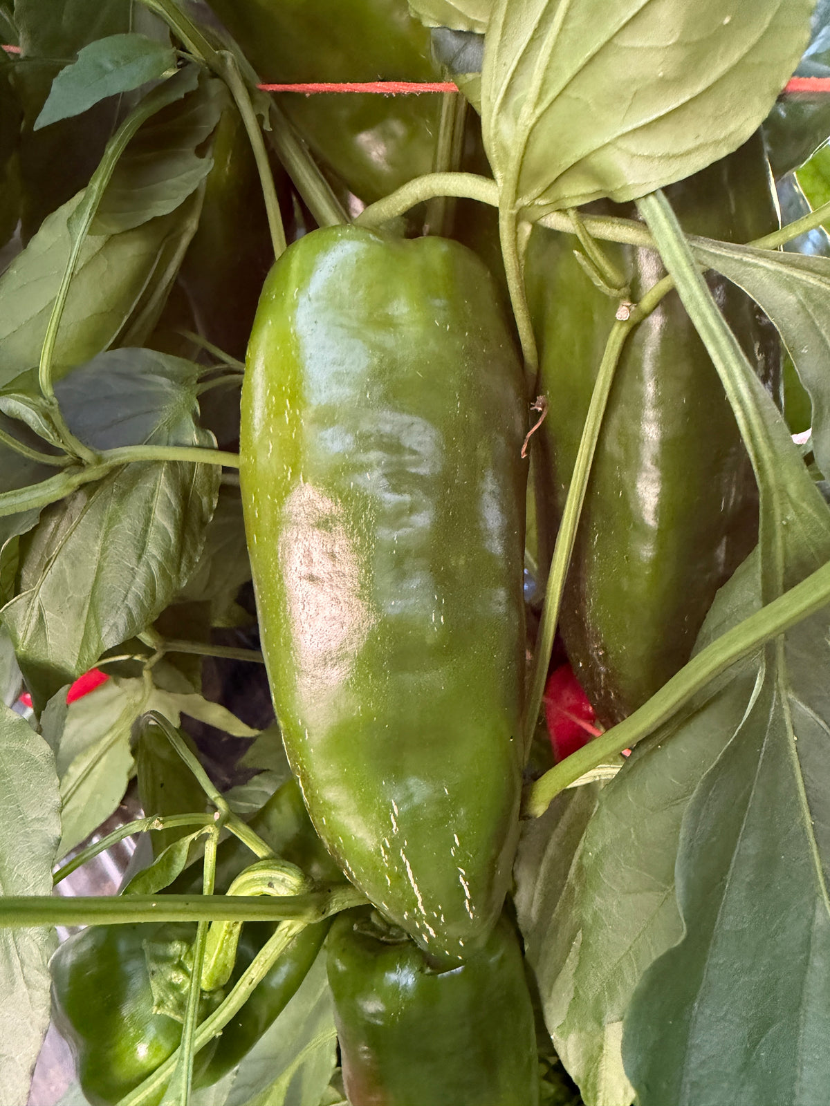 Donkey Ear, Pepper
