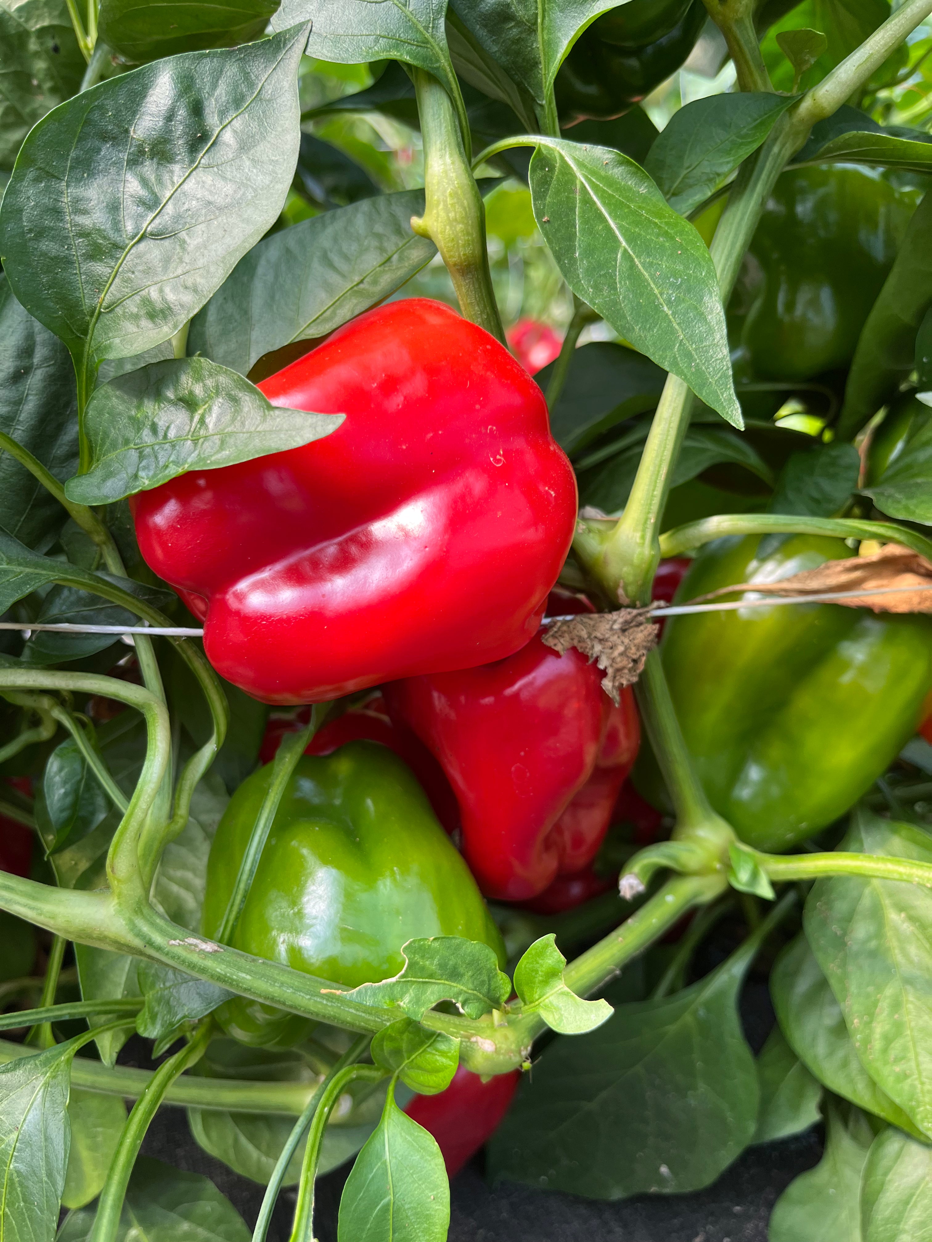Early Red Bell, Pepper