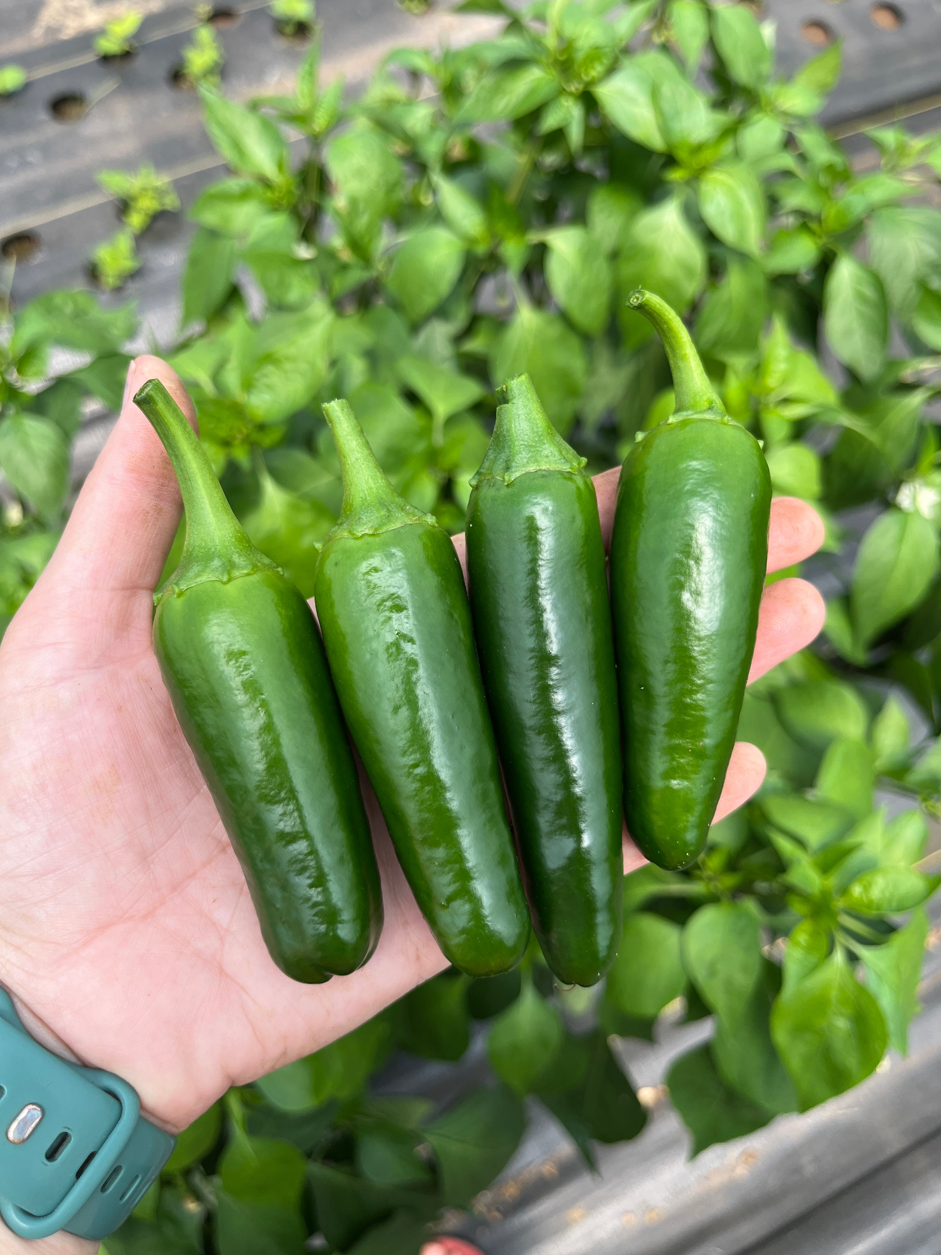 Early Jalapeno, Pepper