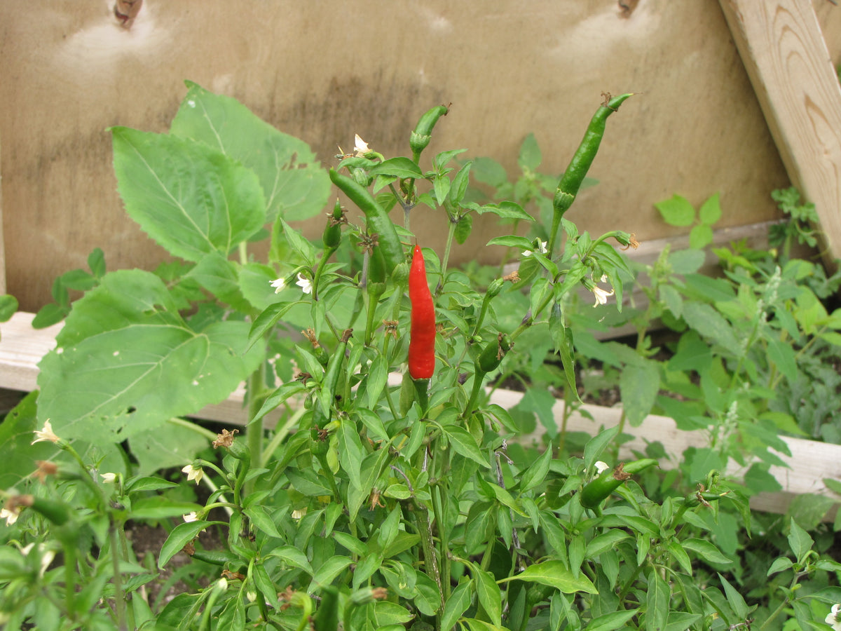 Hot Chinese, Pepper