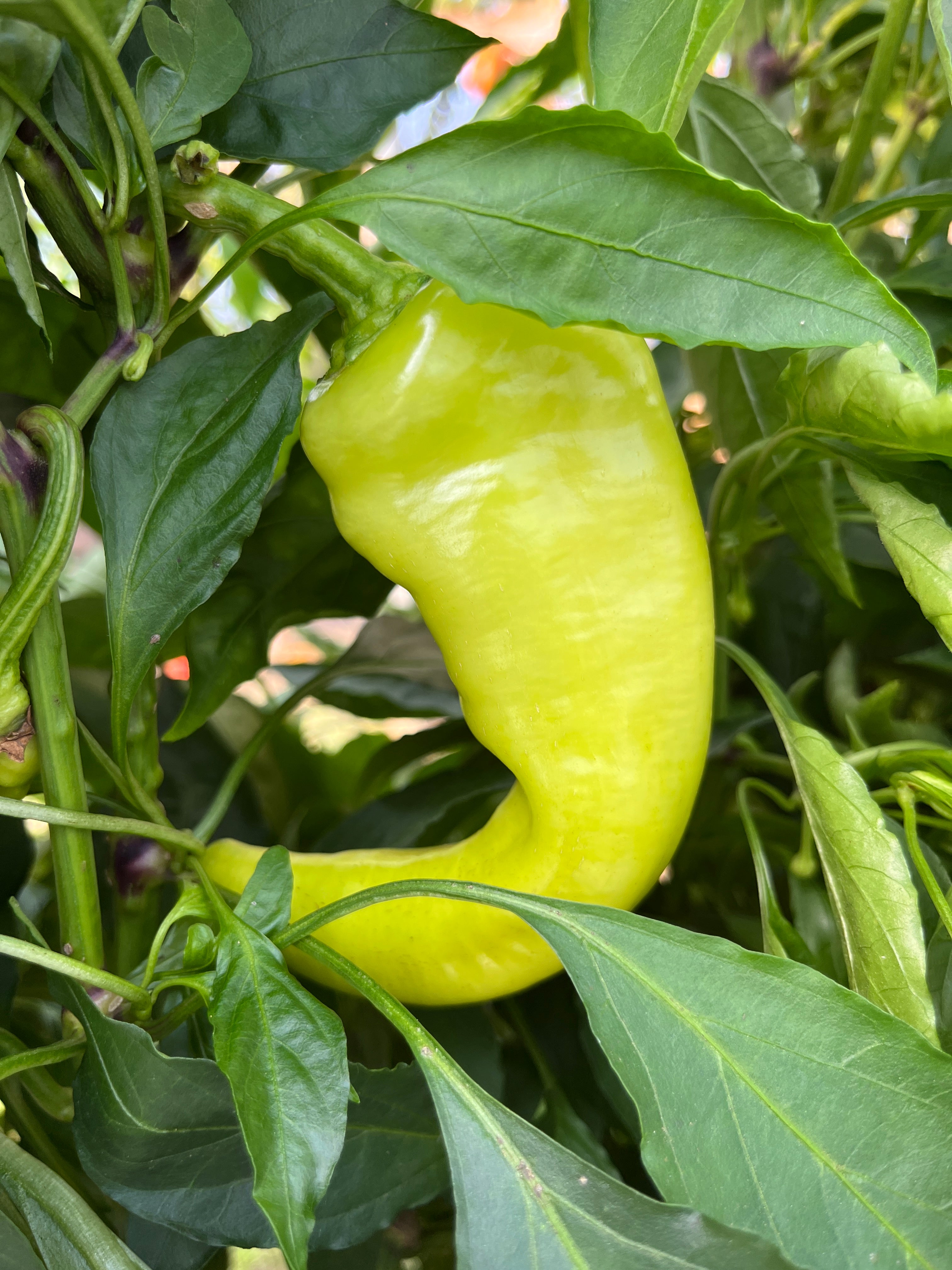 Hungarian Wax aka Hot Banana, Pepper