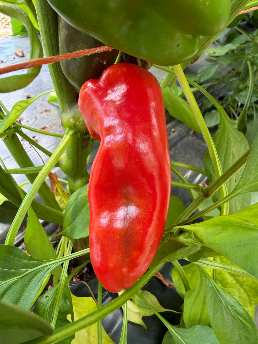 Ozark Sweet Snack, Pepper