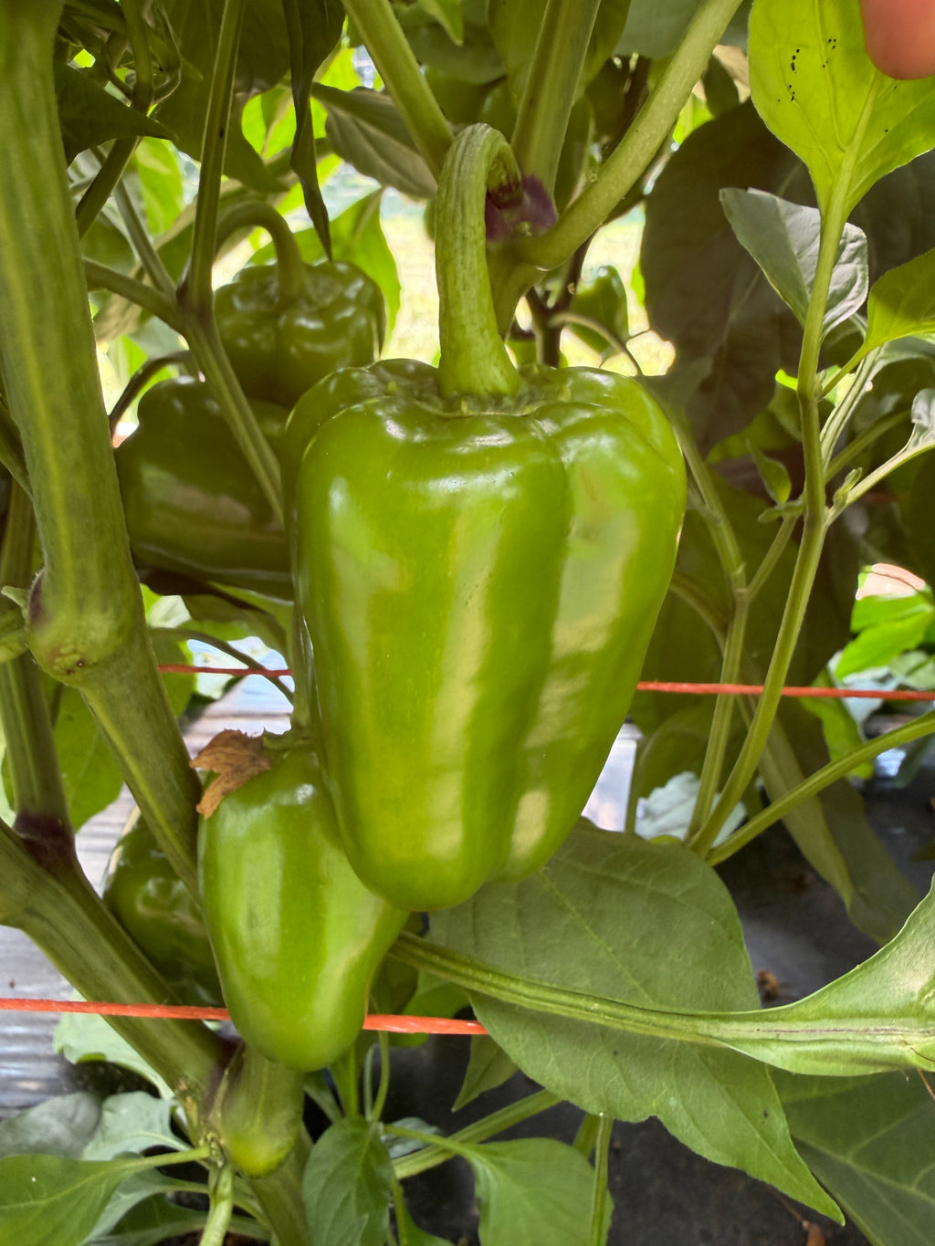Ozark Sweet Snack, Pepper
