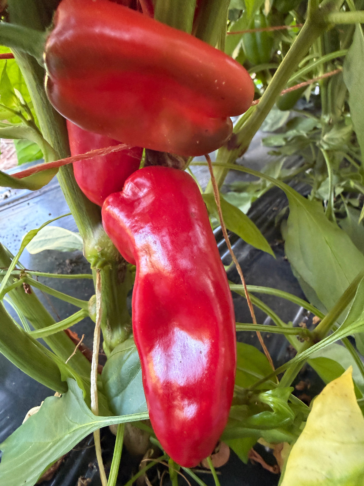 Ozark Sweet Snack, Pepper
