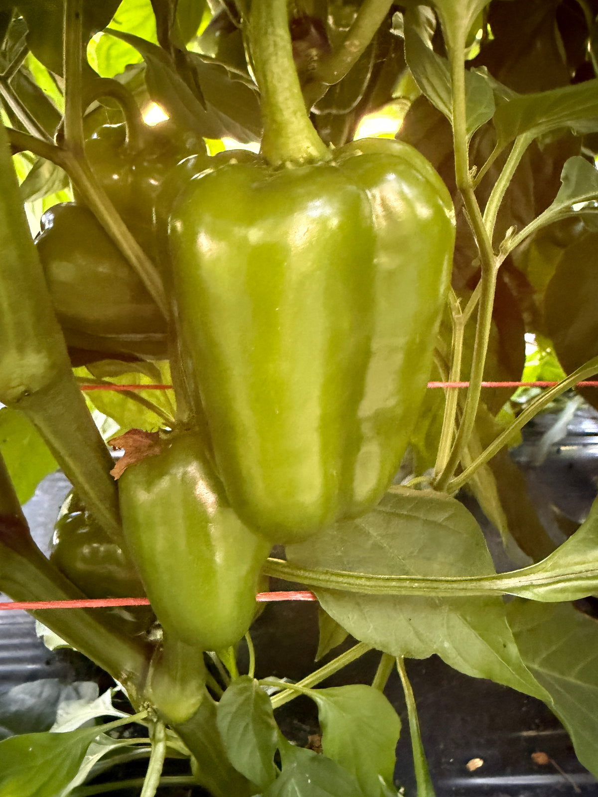 Ozark Sweet Snack, Pepper