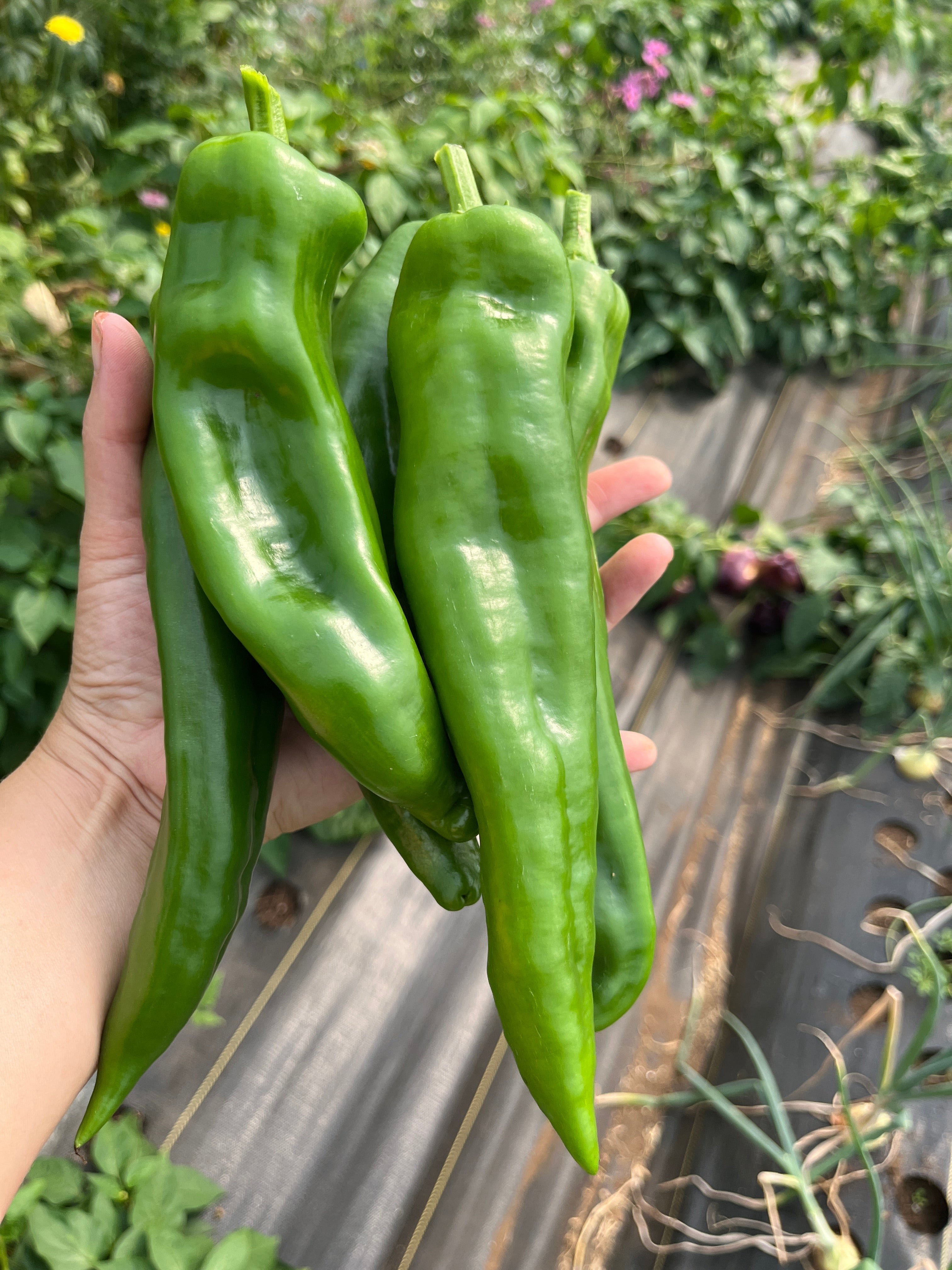 Sonora Mild Chili, Pepper