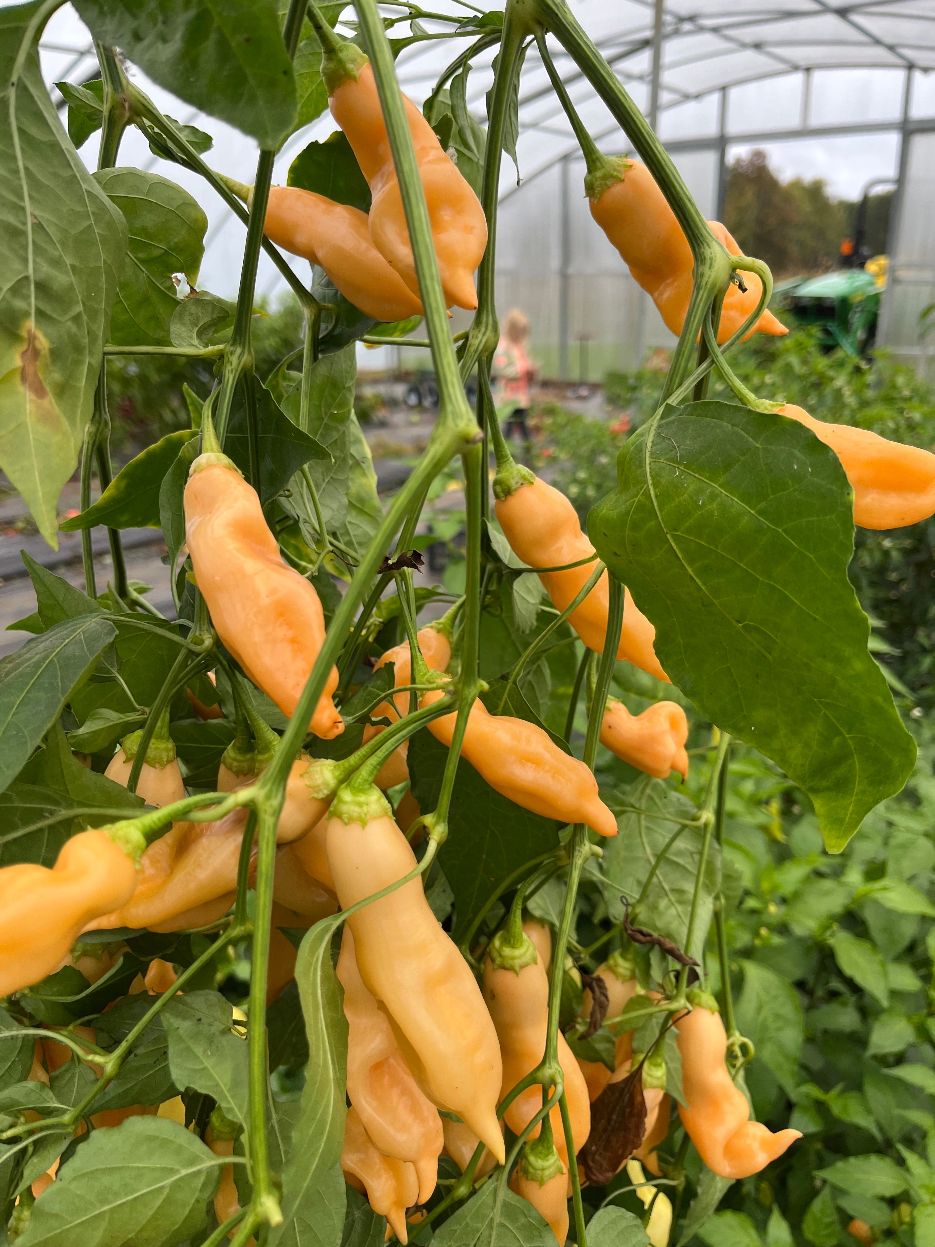 Sugar Rush Peach, Pepper