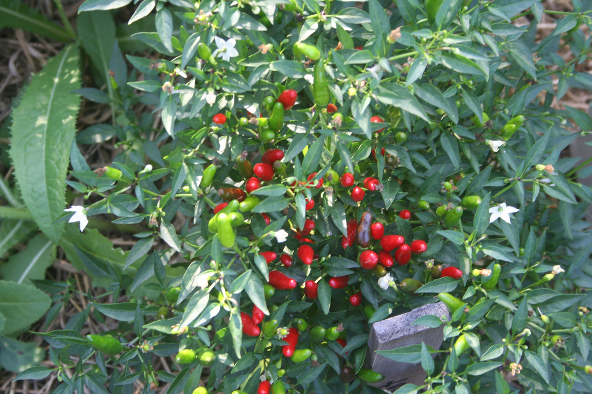 Thai Baby Dragon, Pepper