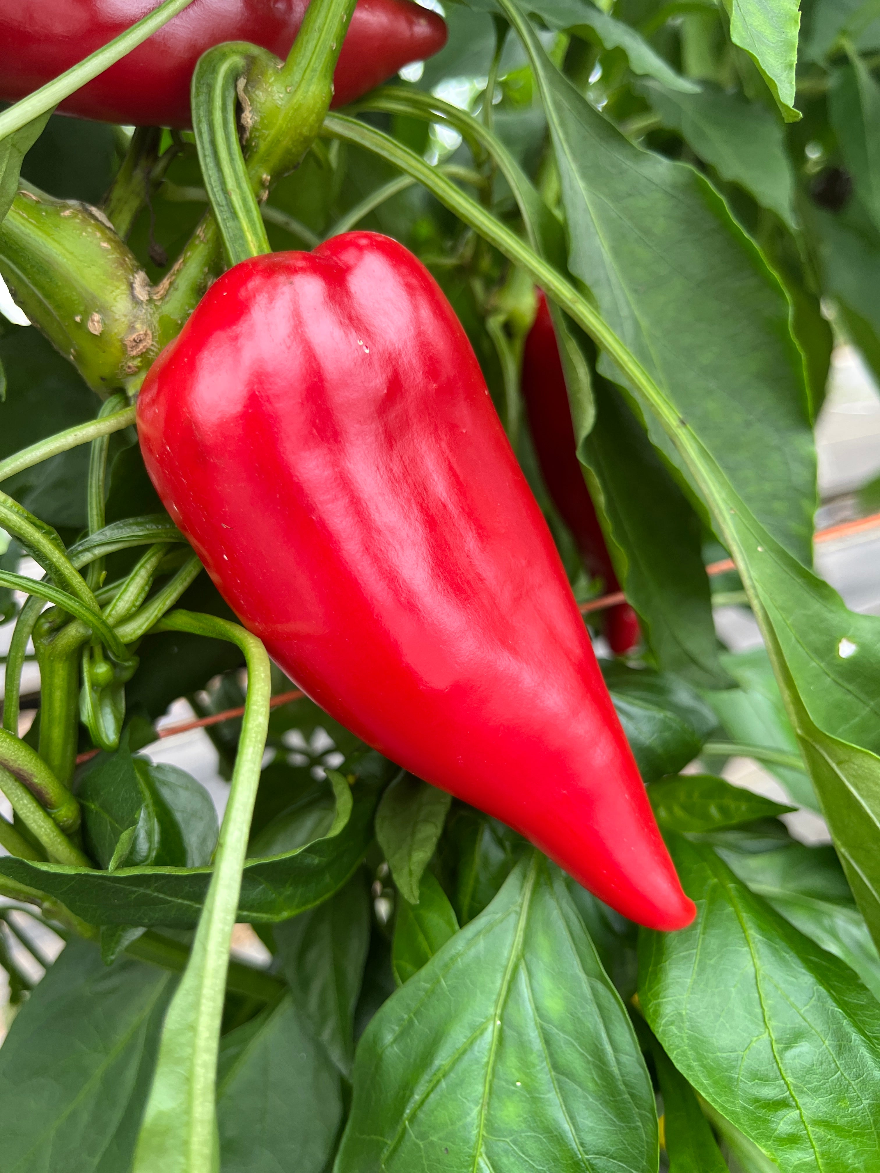 Chervena Chuska, Pepper