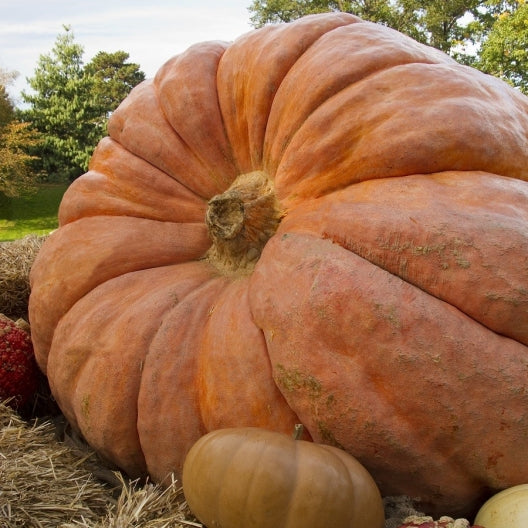 Atlantic Giant, Pumpkin